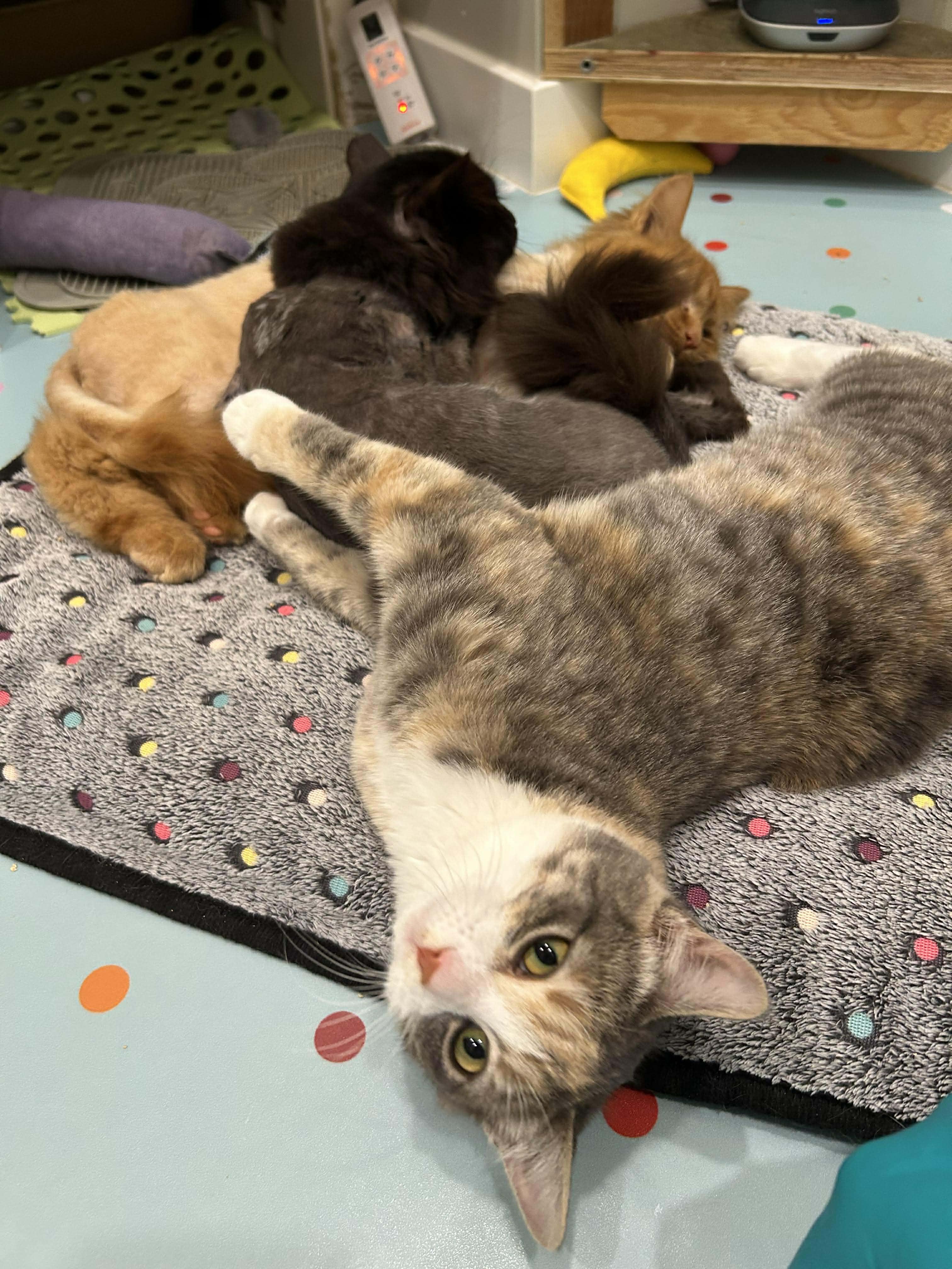 Miss Meowy, an adopted Domestic Short Hair in Langley, BC image 3/4