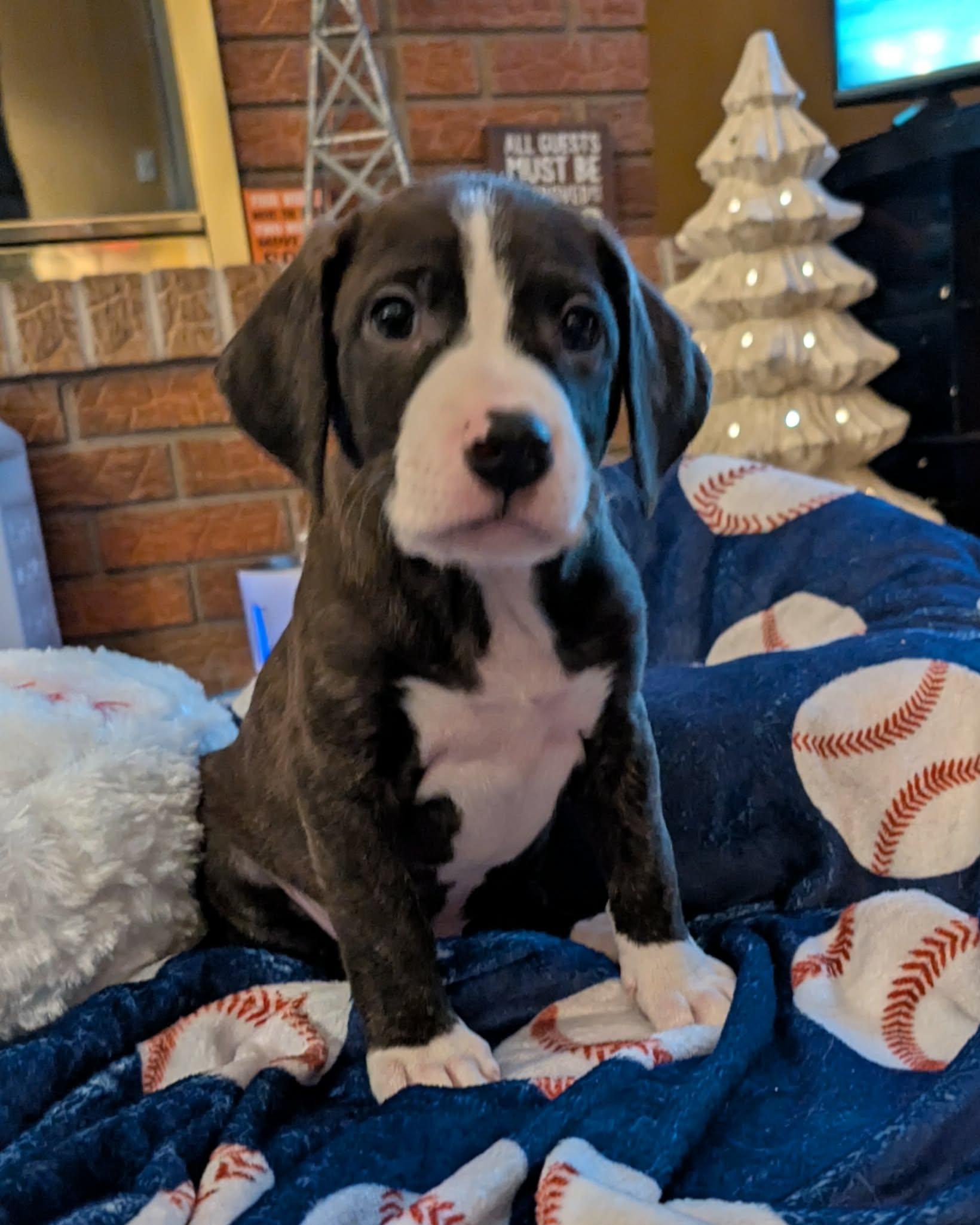 Santo, an adopted mixed breed in Naperville, IL image 1/4