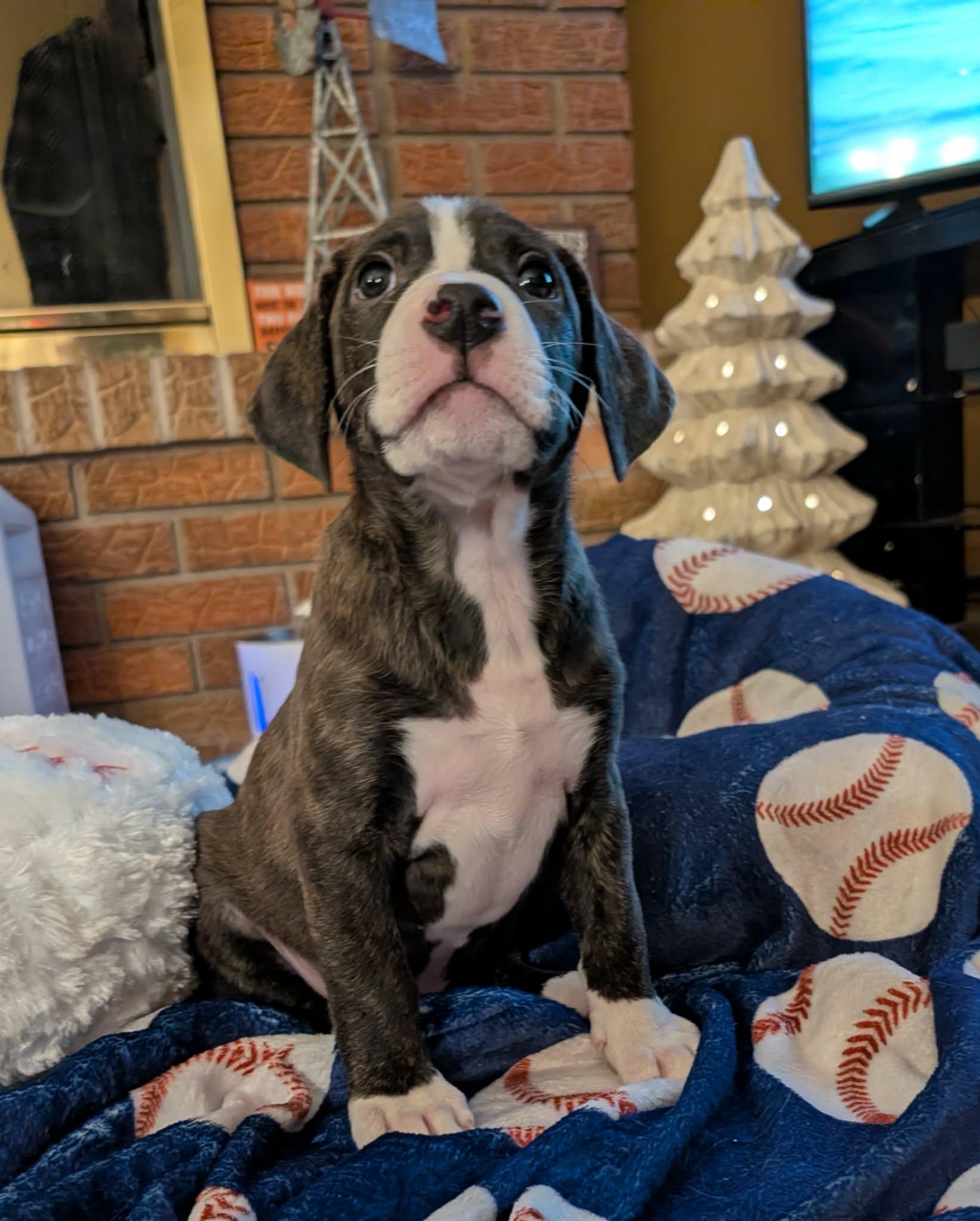 Santo, an adopted mixed breed in Naperville, IL image 3/4