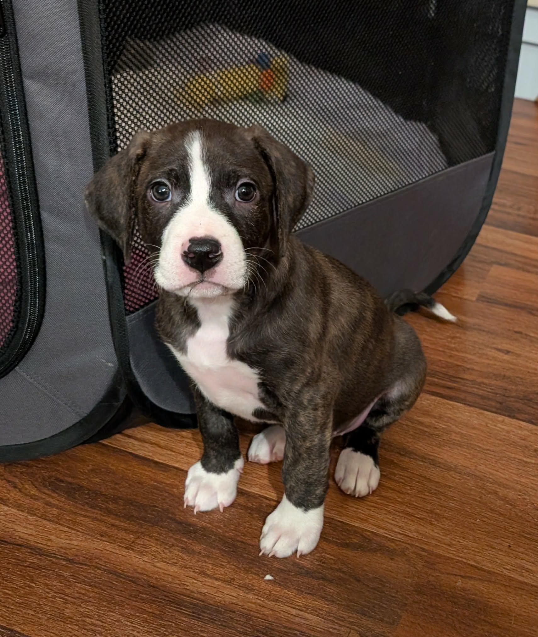 Santo, an adopted mixed breed in Naperville, IL image 4/4