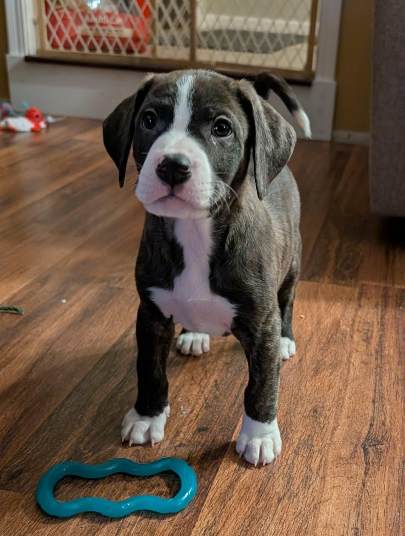 Santo, an adopted mixed breed in Naperville, IL image 2/4