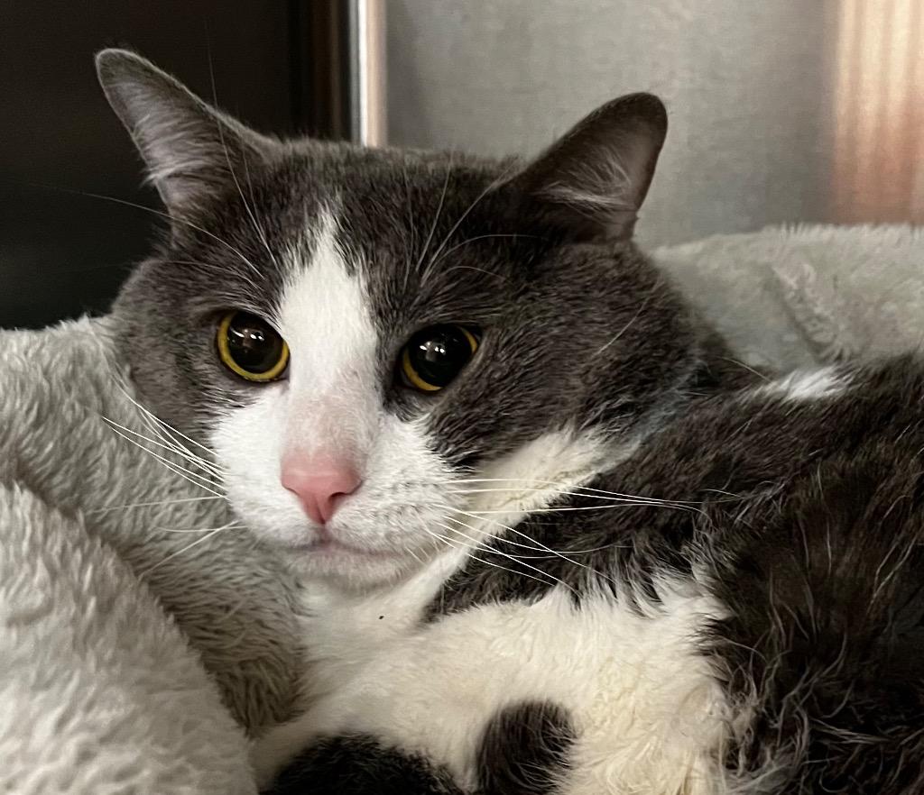 Mitchie, Adopted, Adult Male Domestic Short Hair.