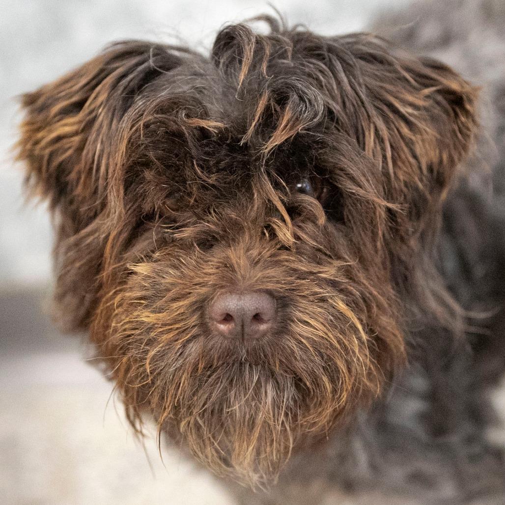 Enlarge Showboat (JN25-495), a Adoptable Schnauzer in Peyton, CO image 3/6