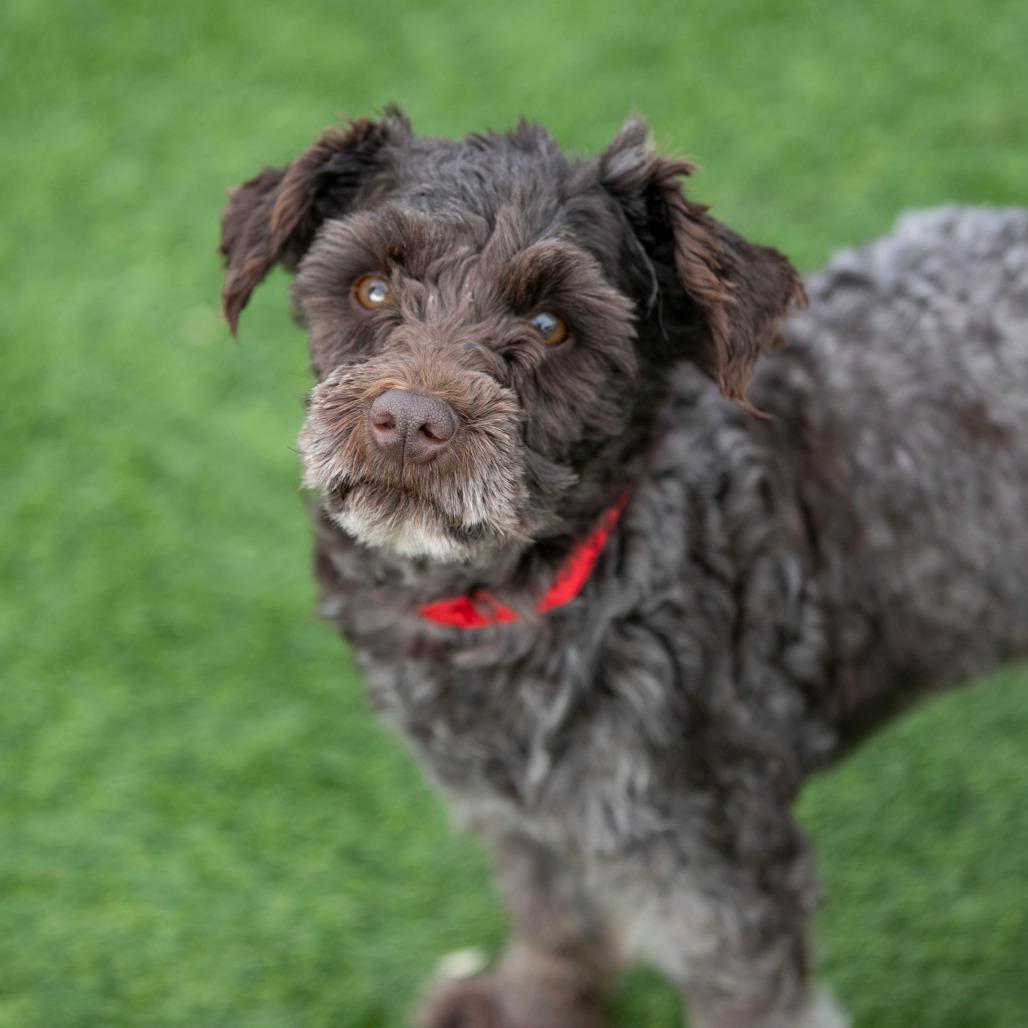Enlarge Showboat (JN25-495), a Adoptable Schnauzer in Peyton, CO image 5/6