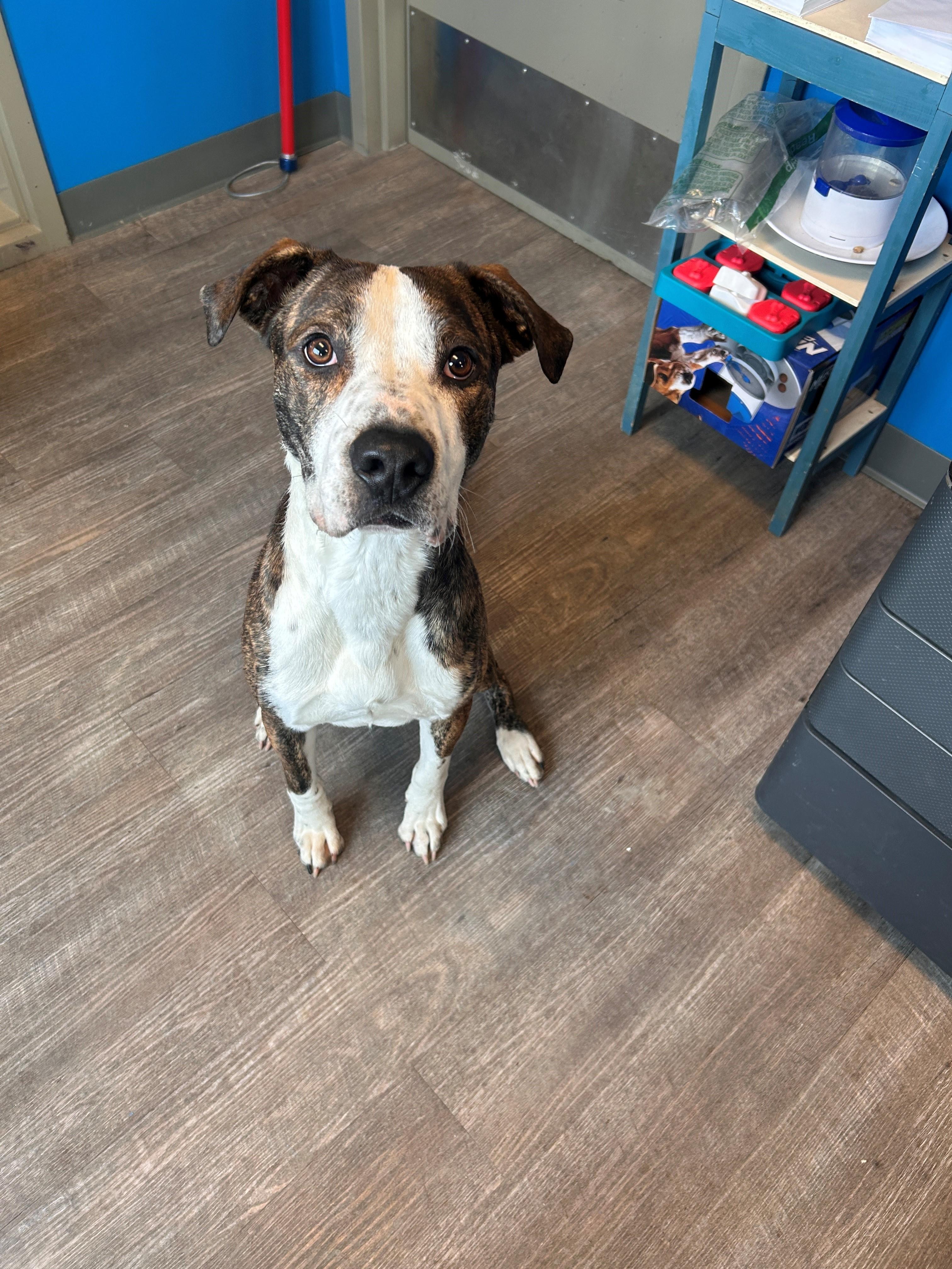 Enlarge 26-0054 "Schreech", a ADOPTABLE mixed breed in Leavenworth, KS image 1/1