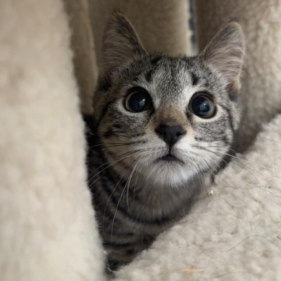 Enlarge Miracle, a ADOPTABLE Domestic Short Hair in Medfield, MA image 2/3