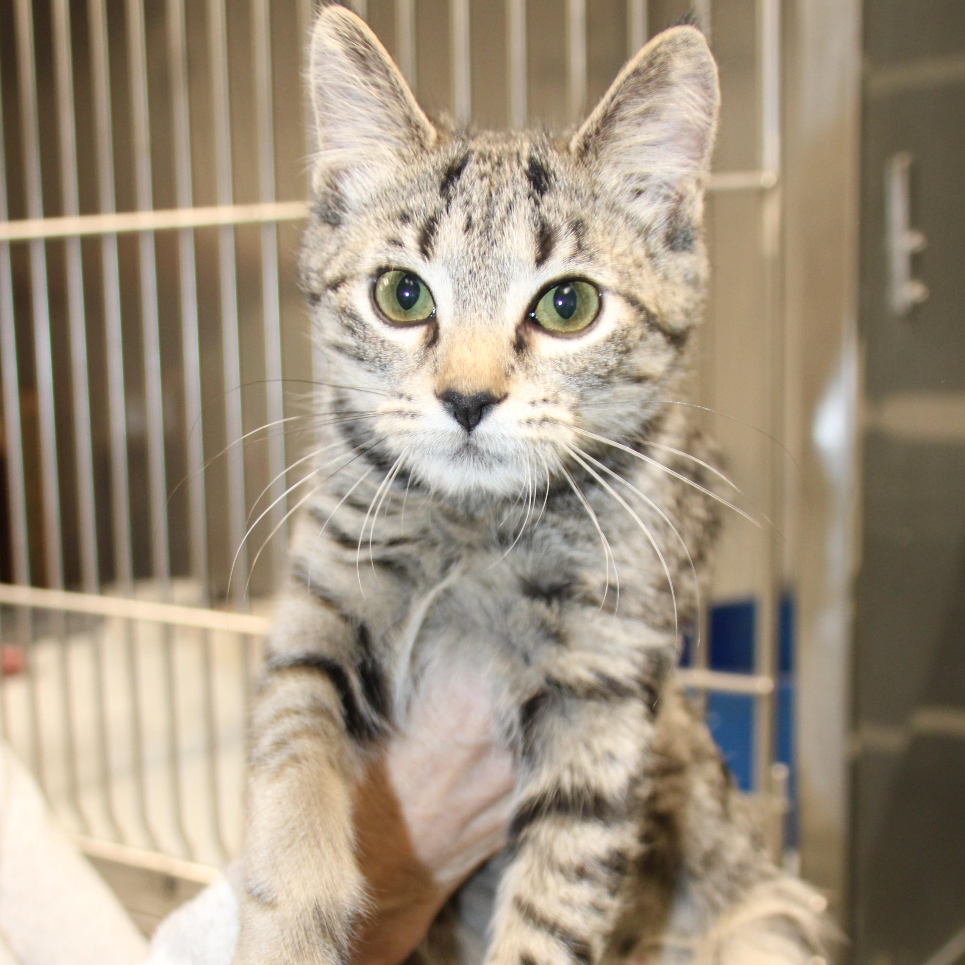 Enlarge Miracle, a ADOPTABLE Domestic Short Hair in Medfield, MA image 3/3