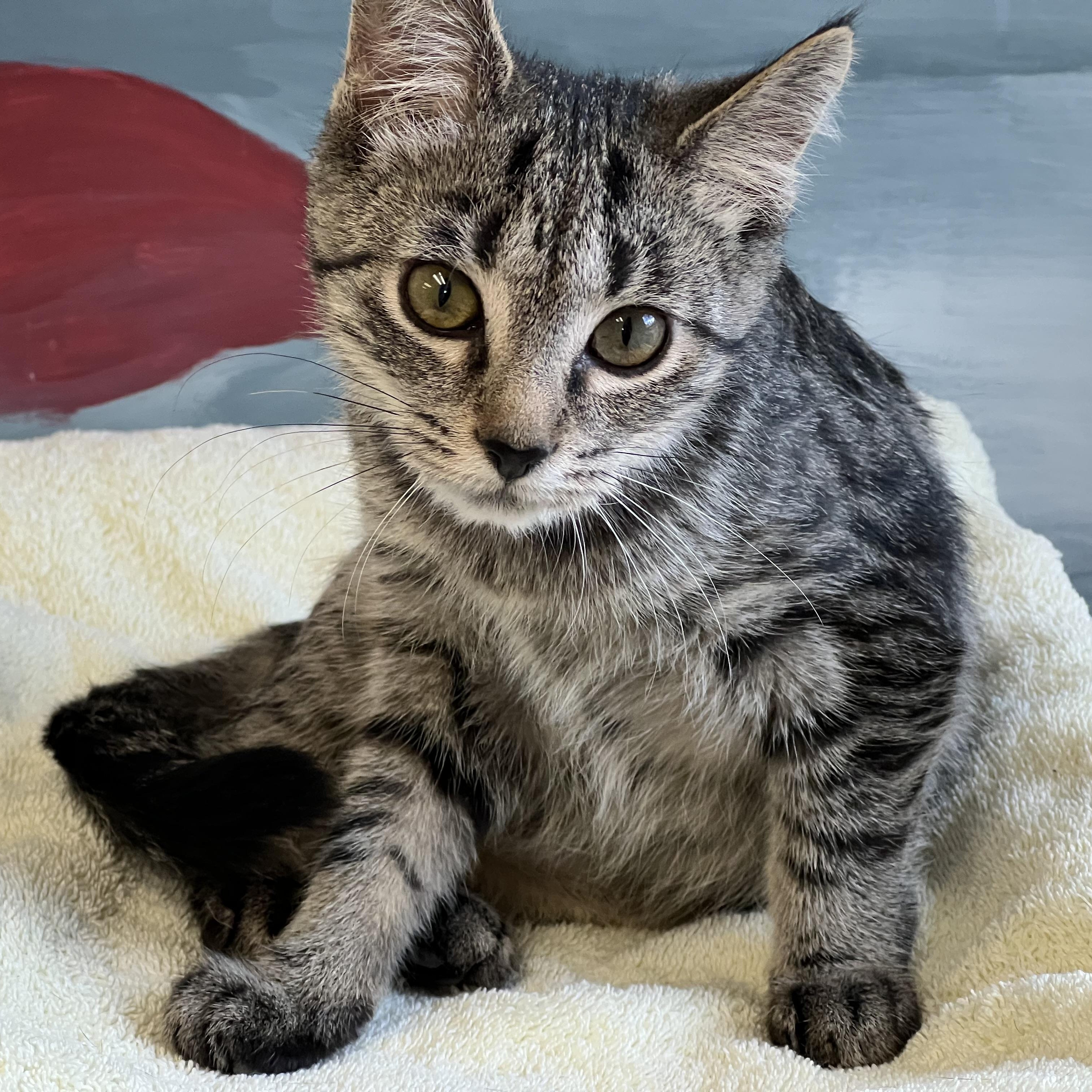 Enlarge Miracle, a ADOPTABLE Domestic Short Hair in Medfield, MA image 1/3