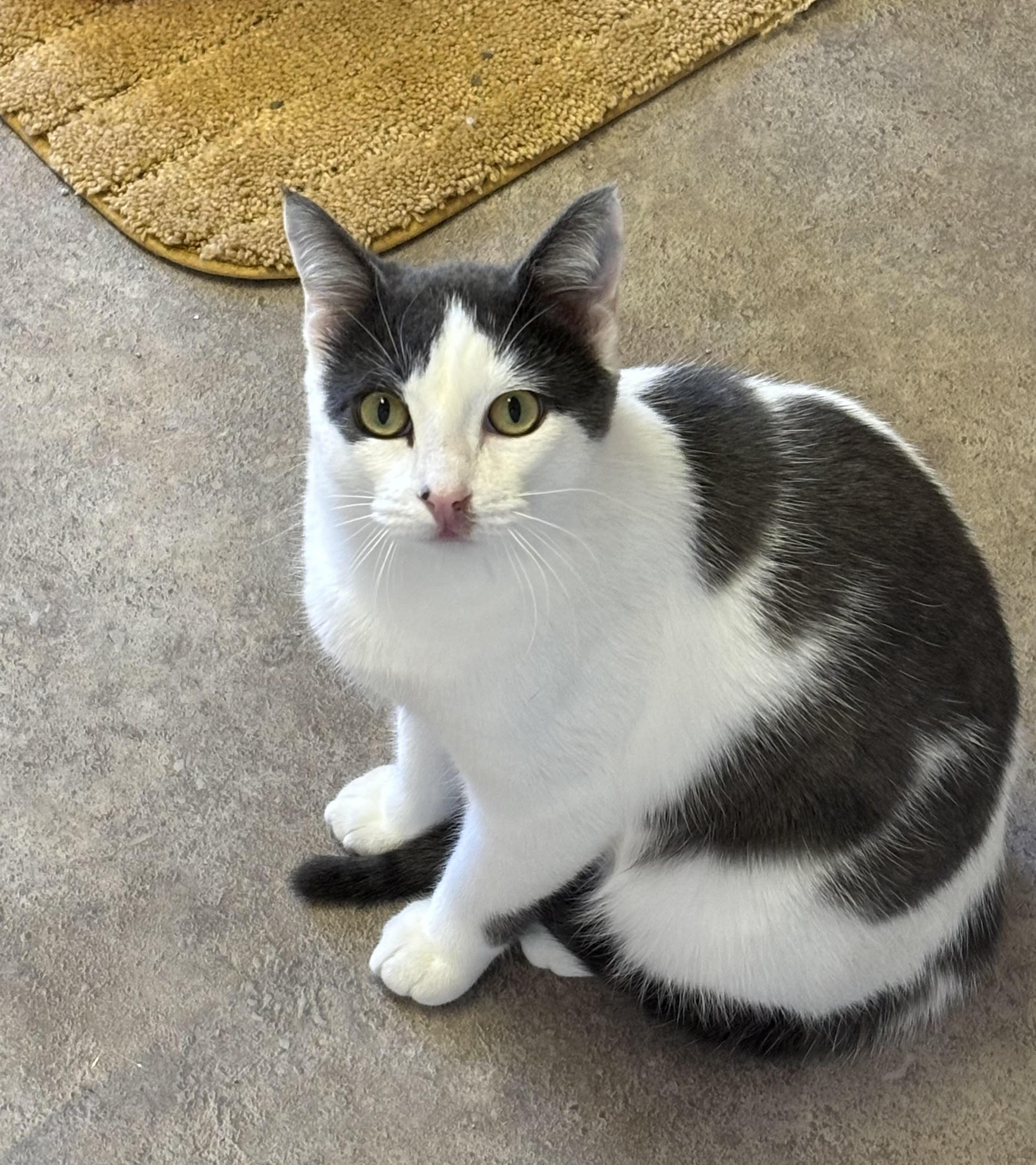 Jerry, an adoptable Domestic Short Hair in Rock Springs, WY, 82901 | Photo Image 1