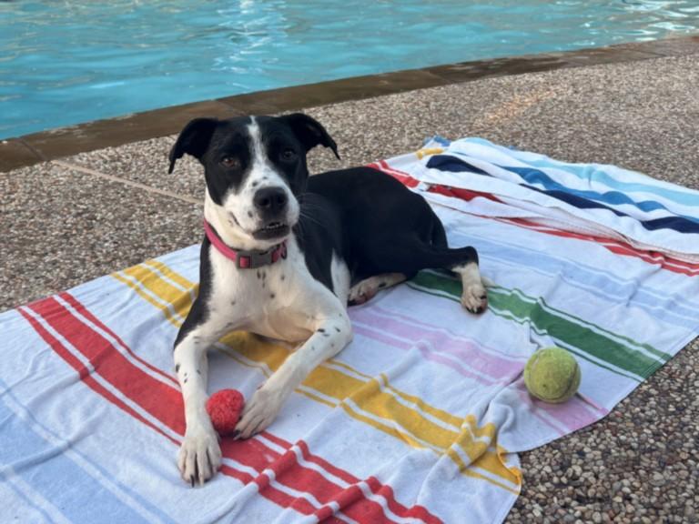 Enlarge LUNA, a Adoptable mixed breed in Houston, TX image 1/1