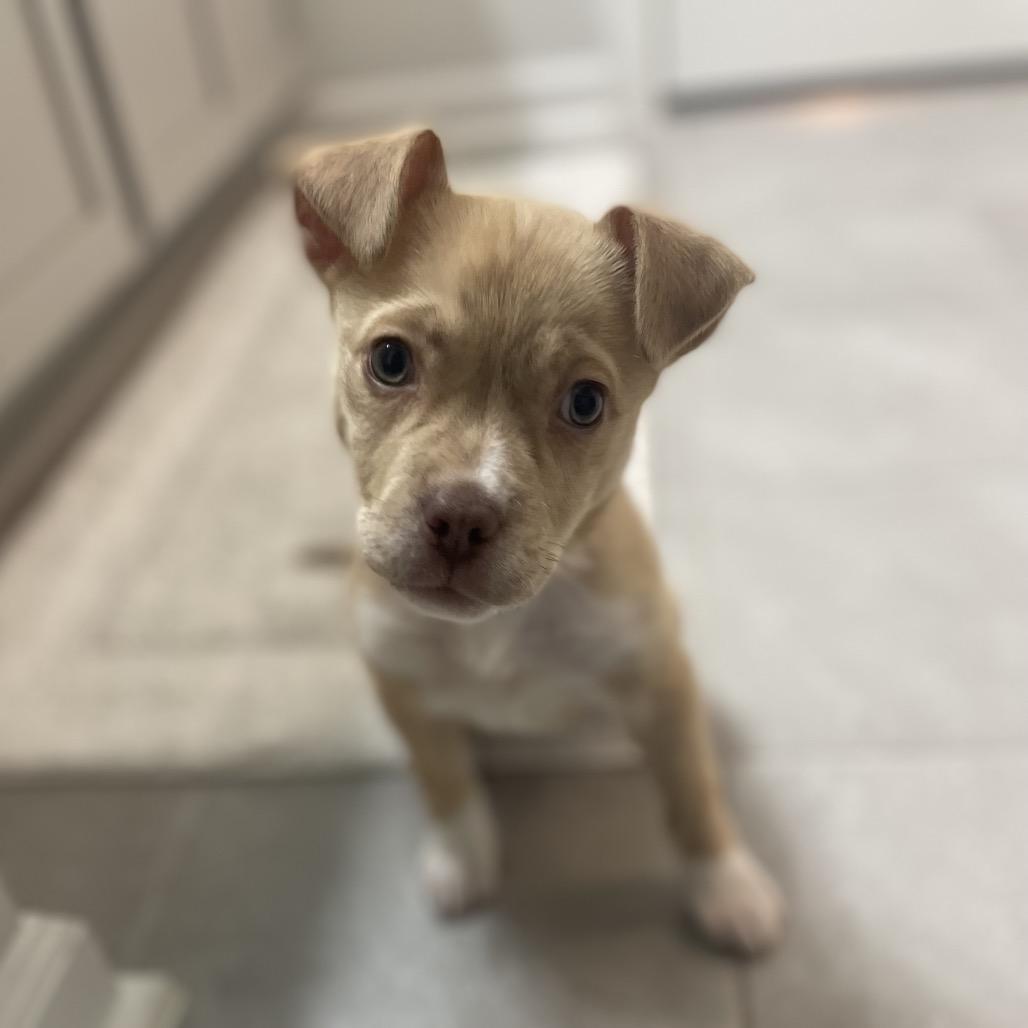 Enlarge Hazel, a Adoptable Mixed Breed in Durham, NC image 1/6