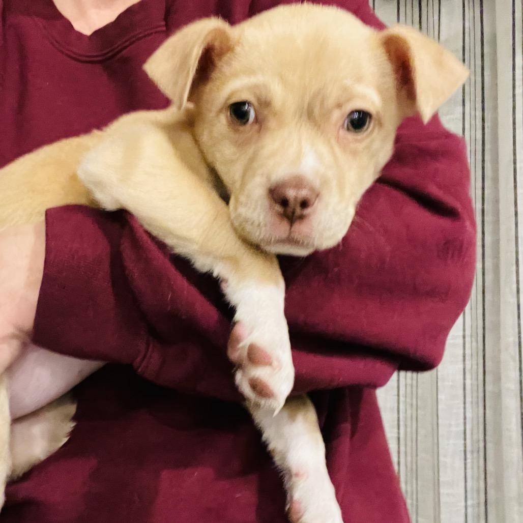 Enlarge Hazel, a Adoptable Mixed Breed in Durham, NC image 3/6