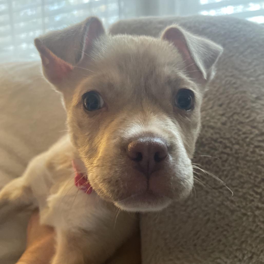 Enlarge Hazel, a Adoptable Mixed Breed in Durham, NC image 4/6