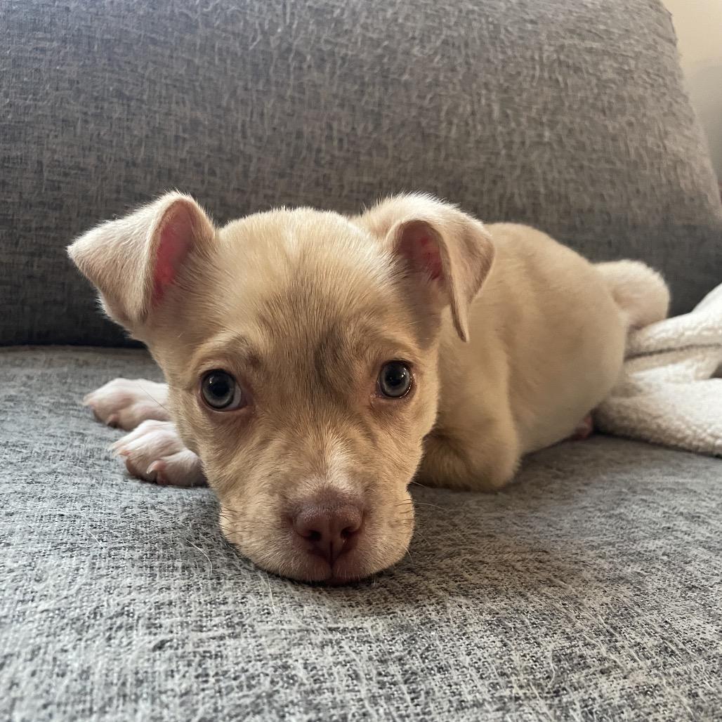 Enlarge Hazel, a Adoptable Mixed Breed in Durham, NC image 5/6