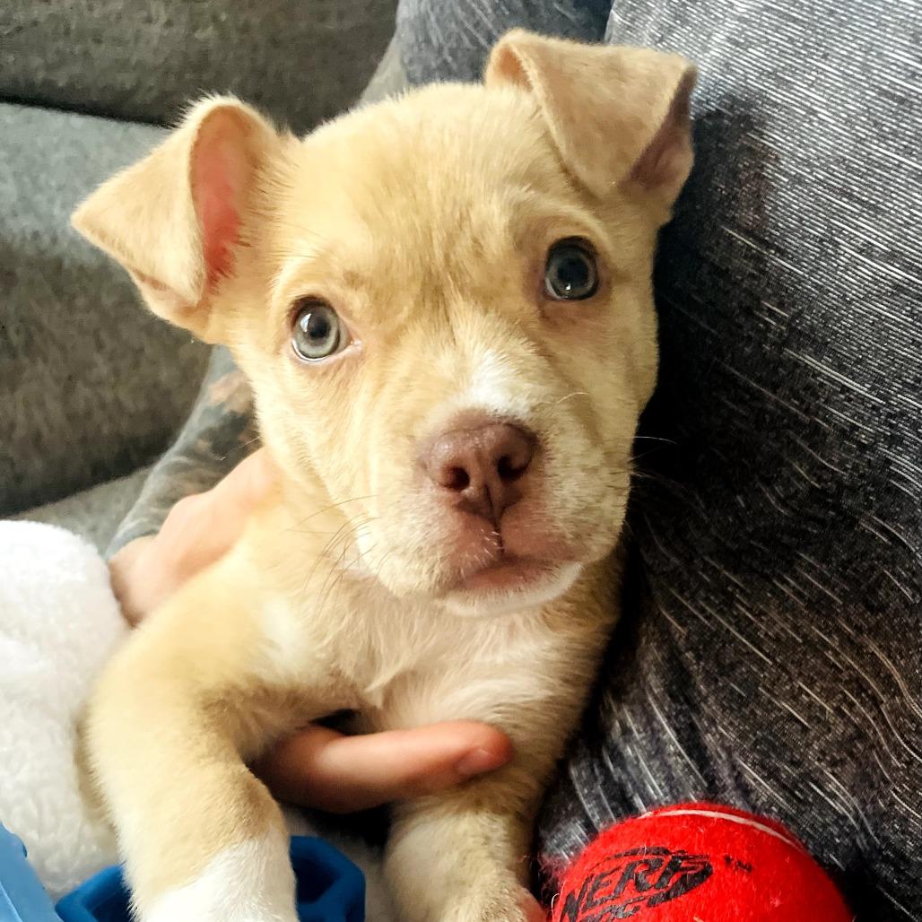 Enlarge Hazel, a Adoptable Mixed Breed in Durham, NC image 6/6