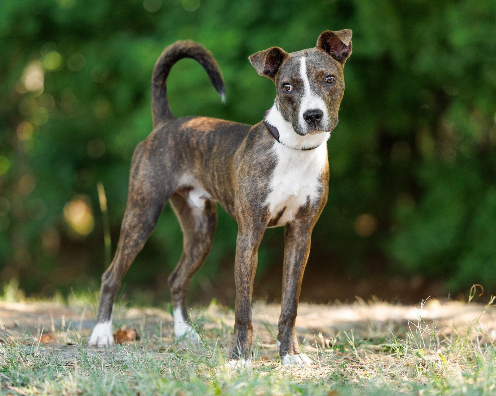 Tadpole, Adopted, Young Male Mixed Breed.