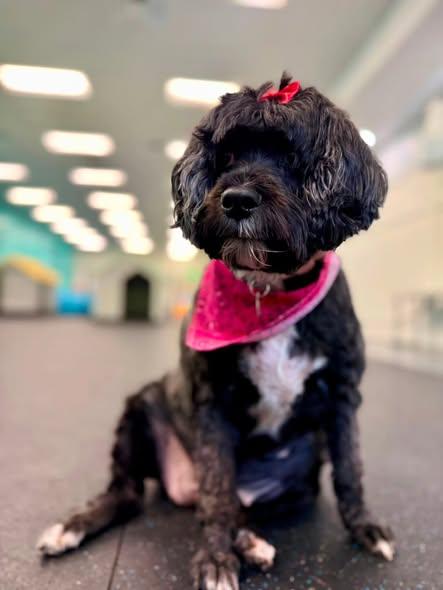 Enlarge Mia - FOSTER/FOSTER TO ADOPT, a ADOPTABLE mixed breed in Miami, FL image 3/3