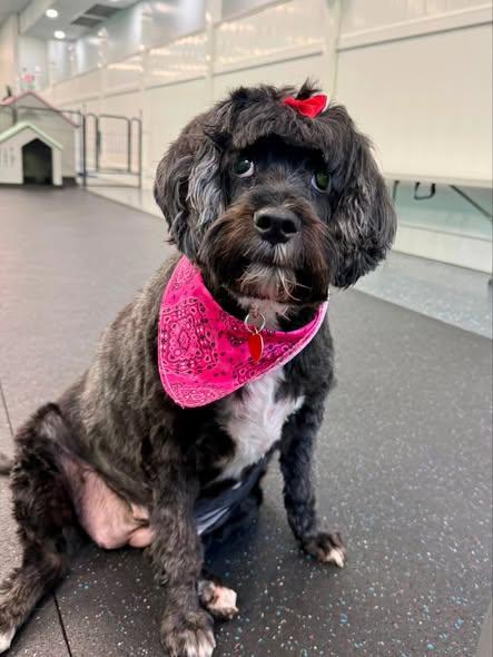 Mia - FOSTER/FOSTER TO ADOPT, ADOPTABLE, Adult Female Schnauzer.