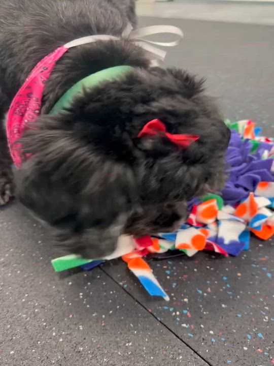 Enlarge Mia - FOSTER/FOSTER TO ADOPT, a ADOPTABLE mixed breed in Miami, FL video 2/3