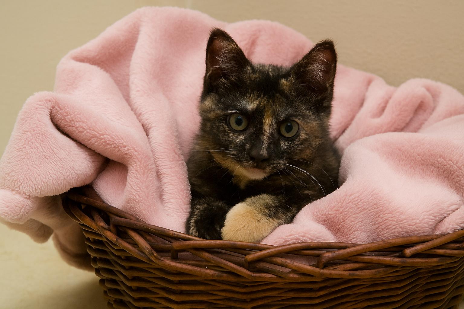 Sophie, Adoptable, Young Female Tortoiseshell.