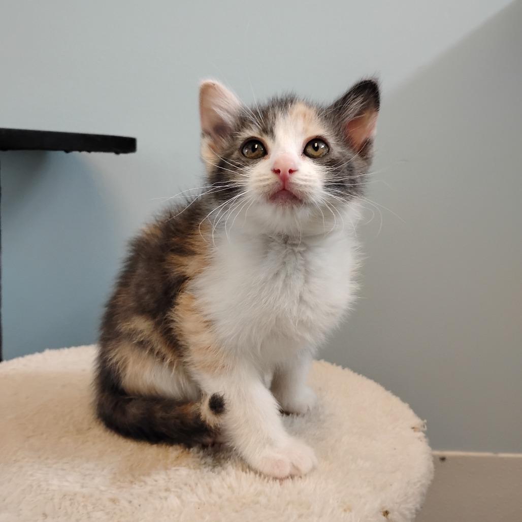 Alexa Bliss, Adoptable, Kitten Female Domestic Short Hair.