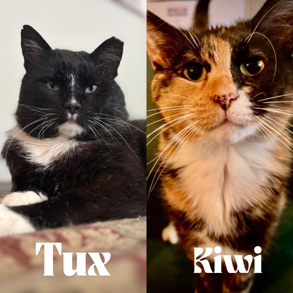 Kiwi (Felv+) / Tux (FELV+), a Adoptable mixed breed in Minneapolis, MN image 1/4