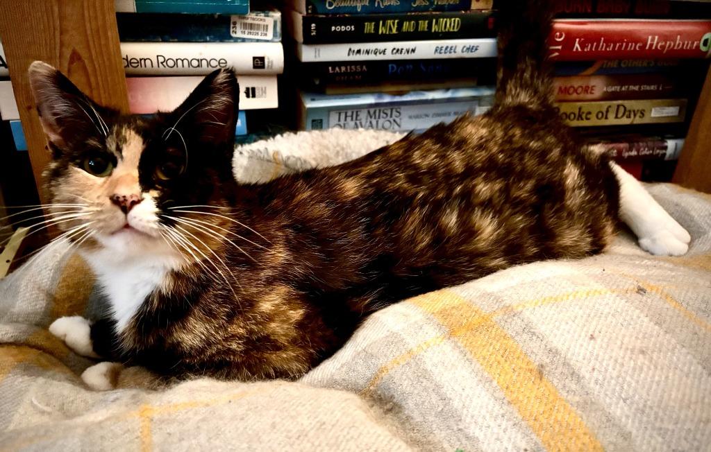 Kiwi (Felv+) / Tux (FELV+), Adoptable, Young Female Domestic Short Hair.