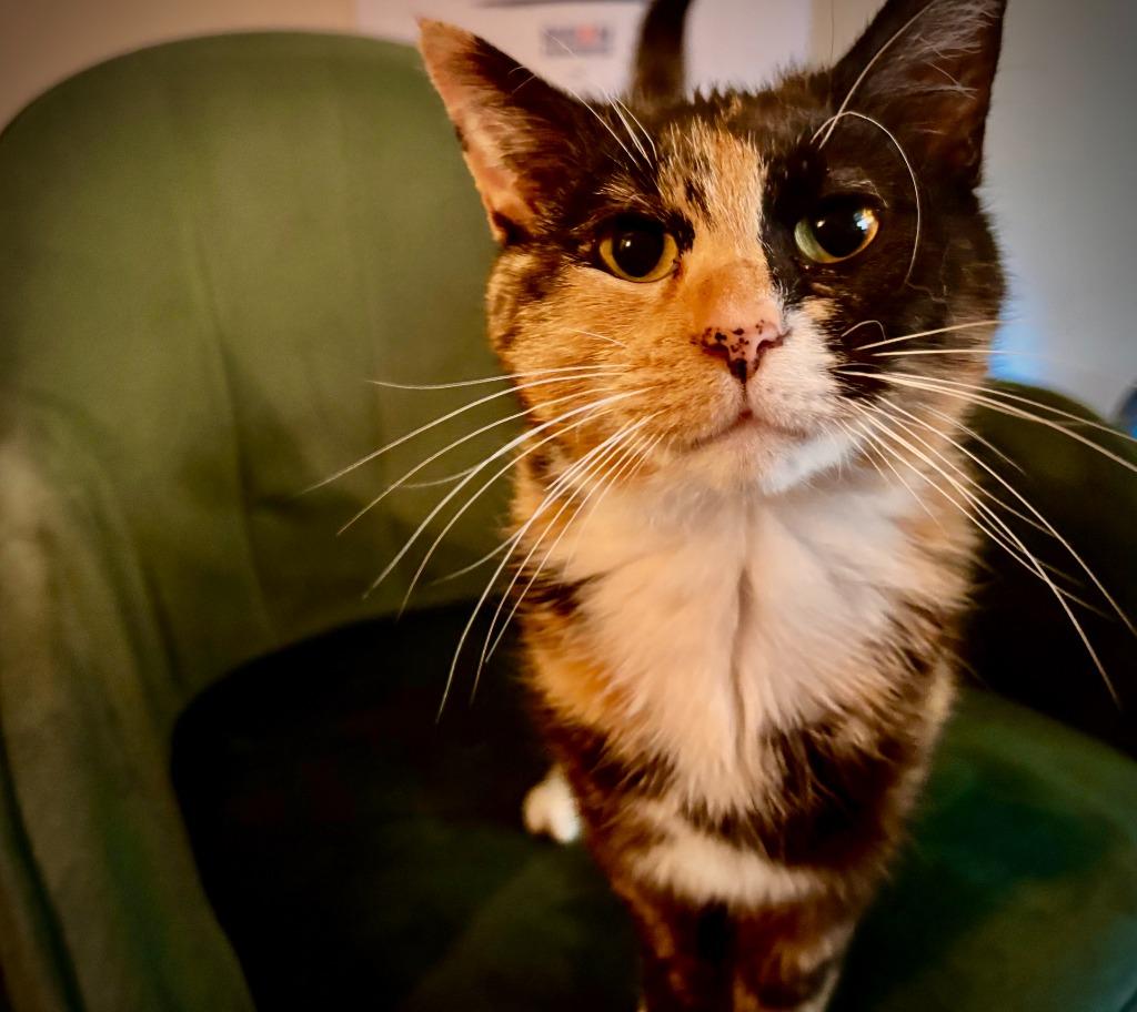 Kiwi (Felv+) / Tux (FELV+), a Adoptable mixed breed in Minneapolis, MN image 3/4