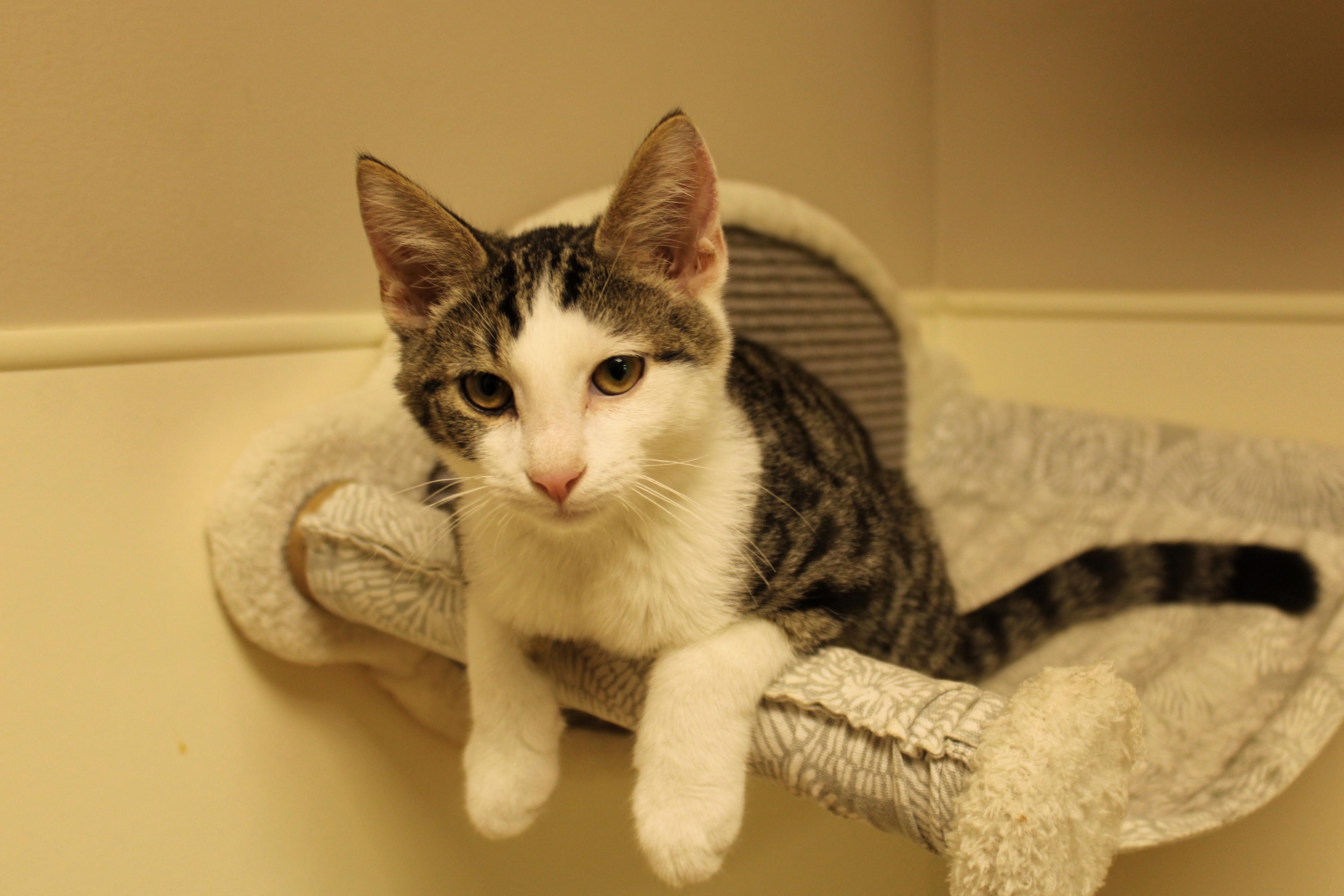 Finch, a Adoptable American Shorthair in Urbana, OH image 4/6