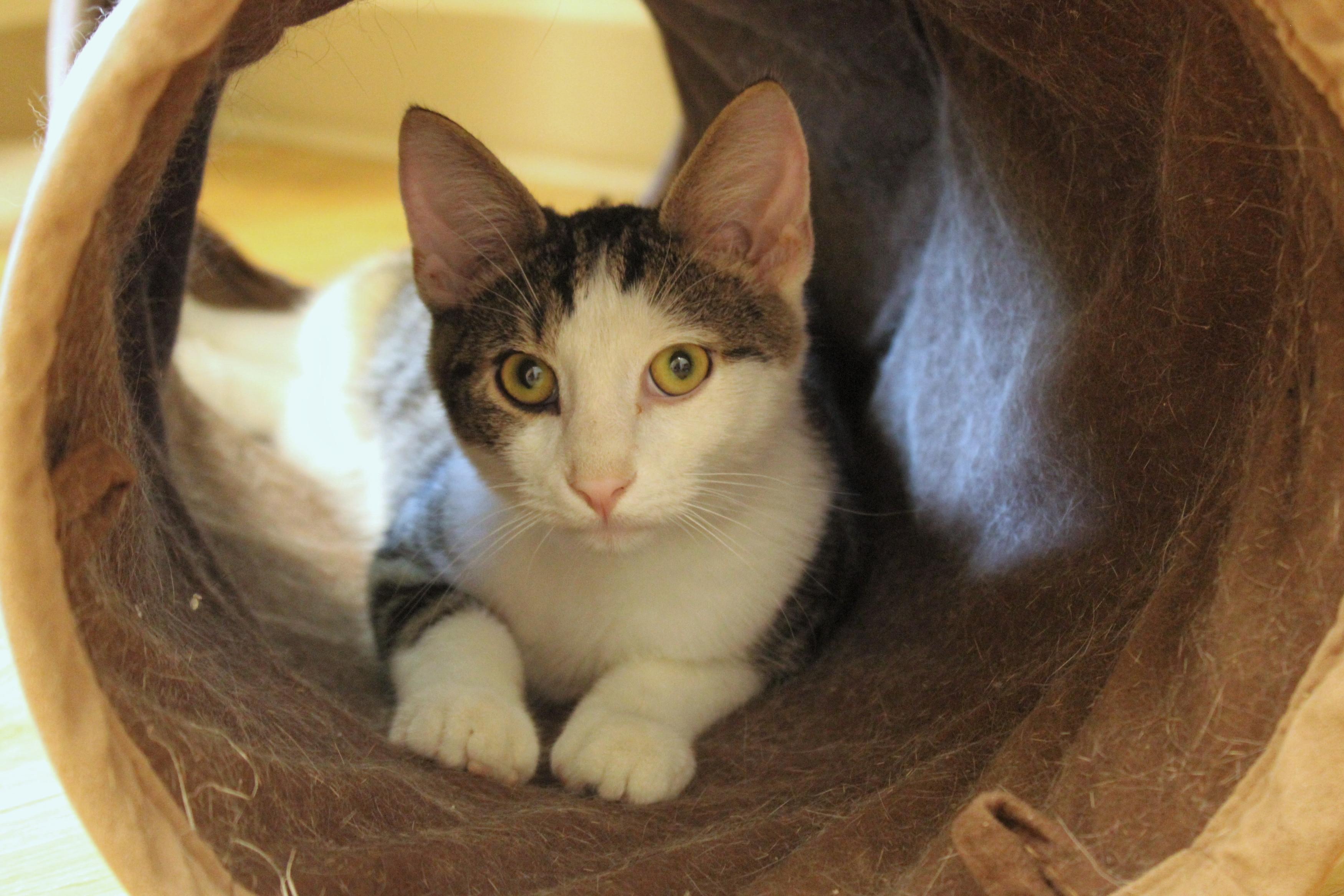 Finch, a Adoptable American Shorthair in Urbana, OH image 3/6