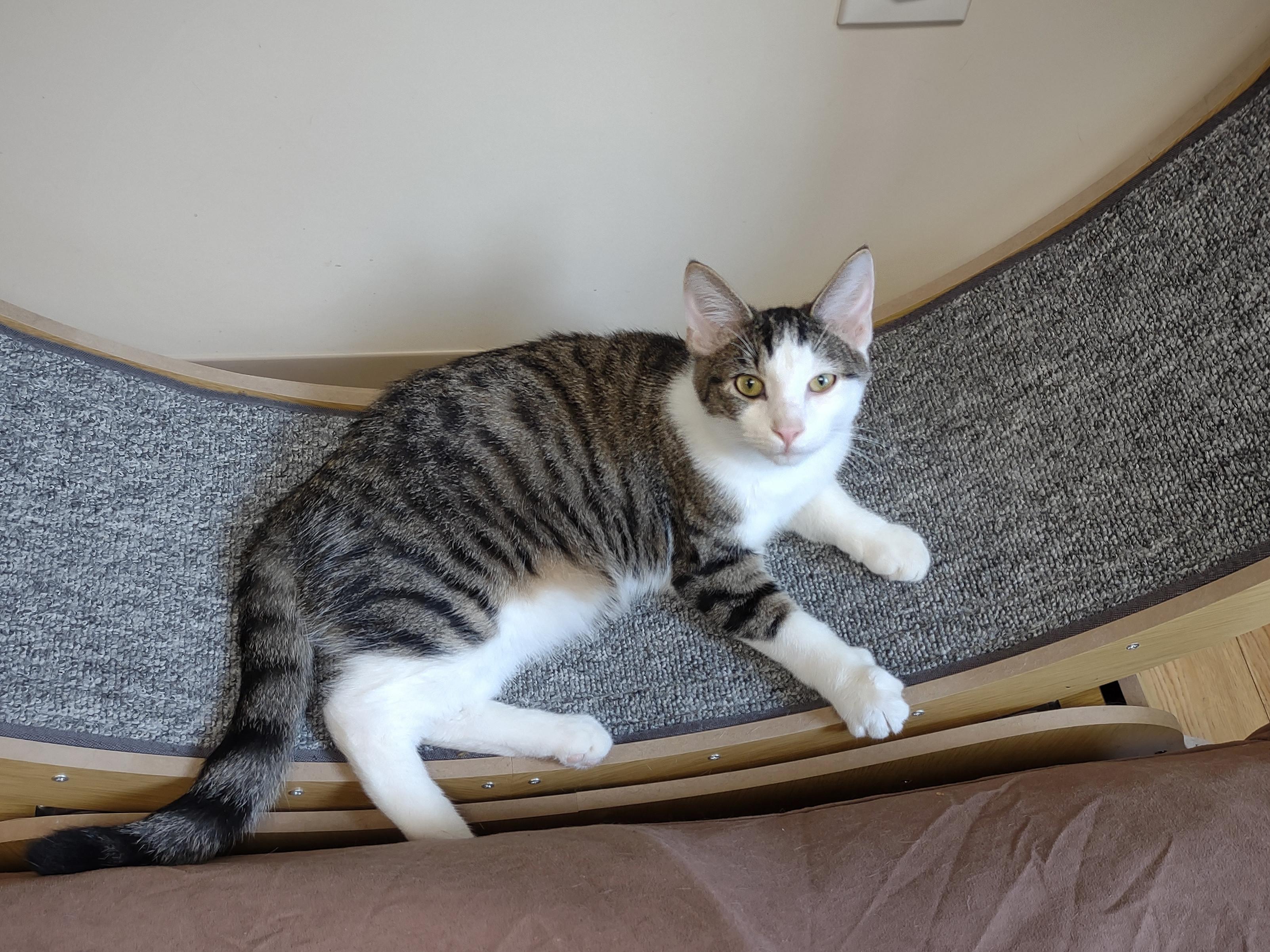Finch, a Adoptable American Shorthair in Urbana, OH image 1/6