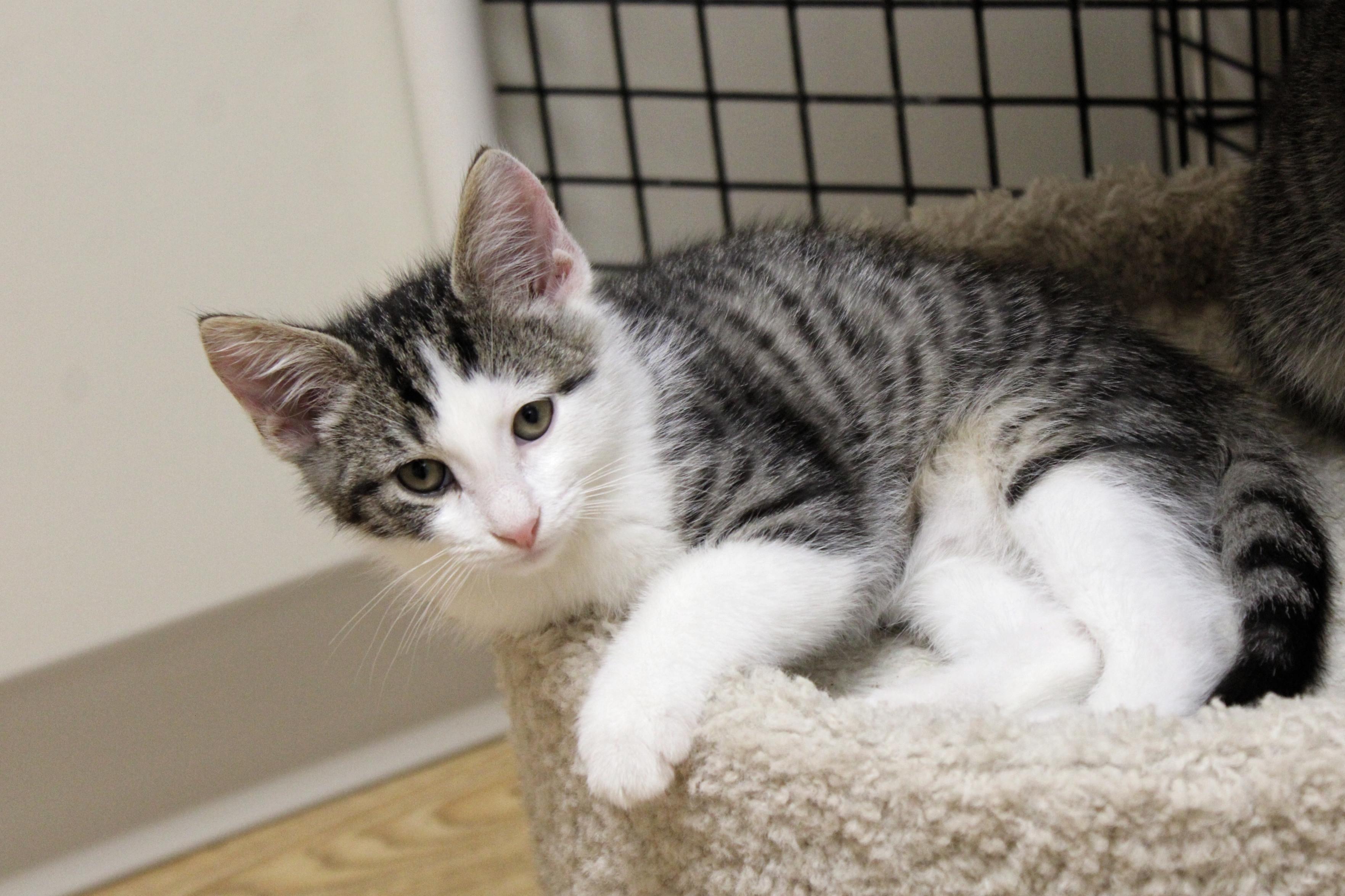 Finch, a Adoptable American Shorthair in Urbana, OH image 6/6