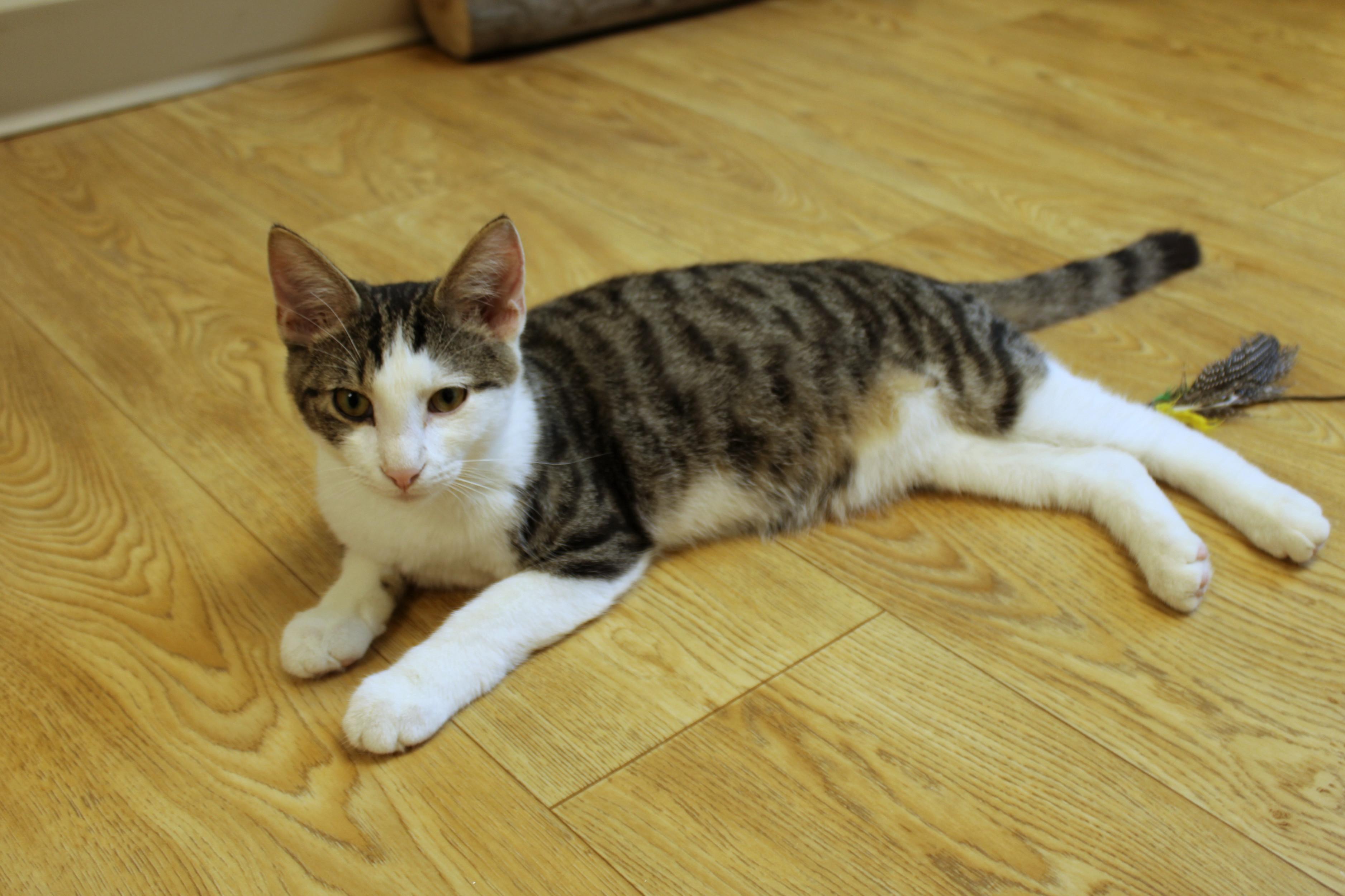 Finch, a Adoptable American Shorthair in Urbana, OH image 5/6