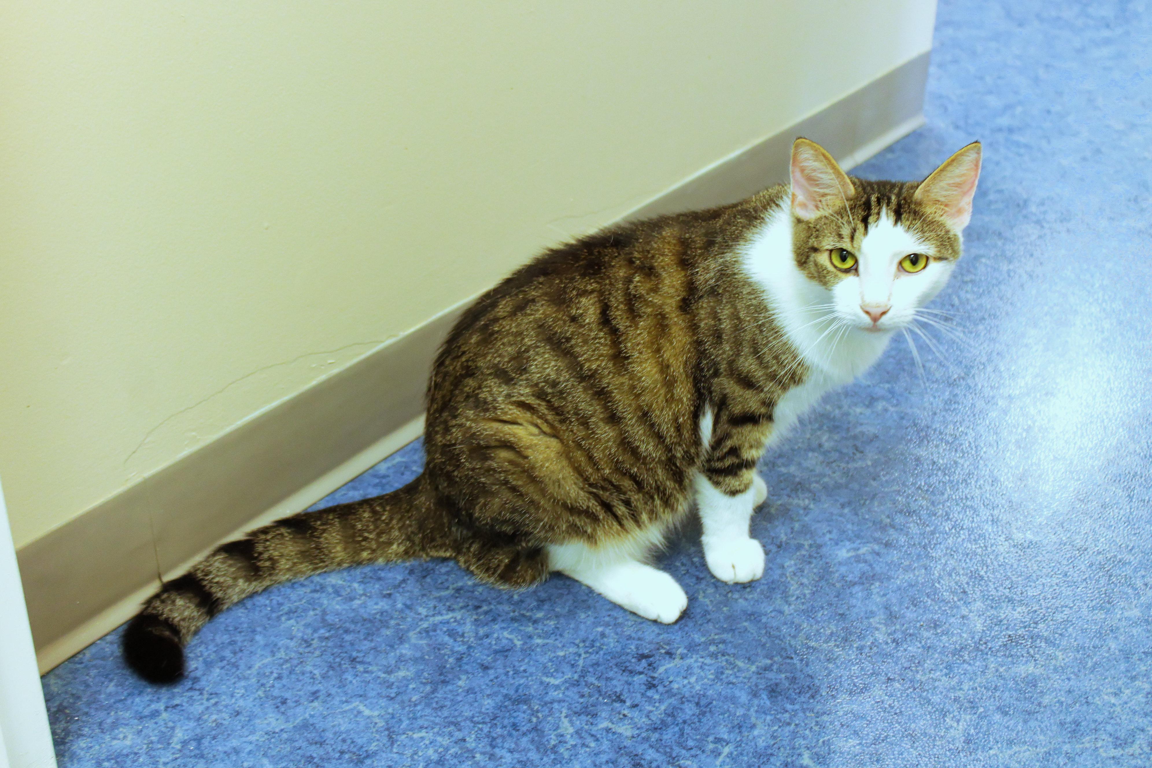 Finch, a Adoptable American Shorthair in Urbana, OH image 2/6