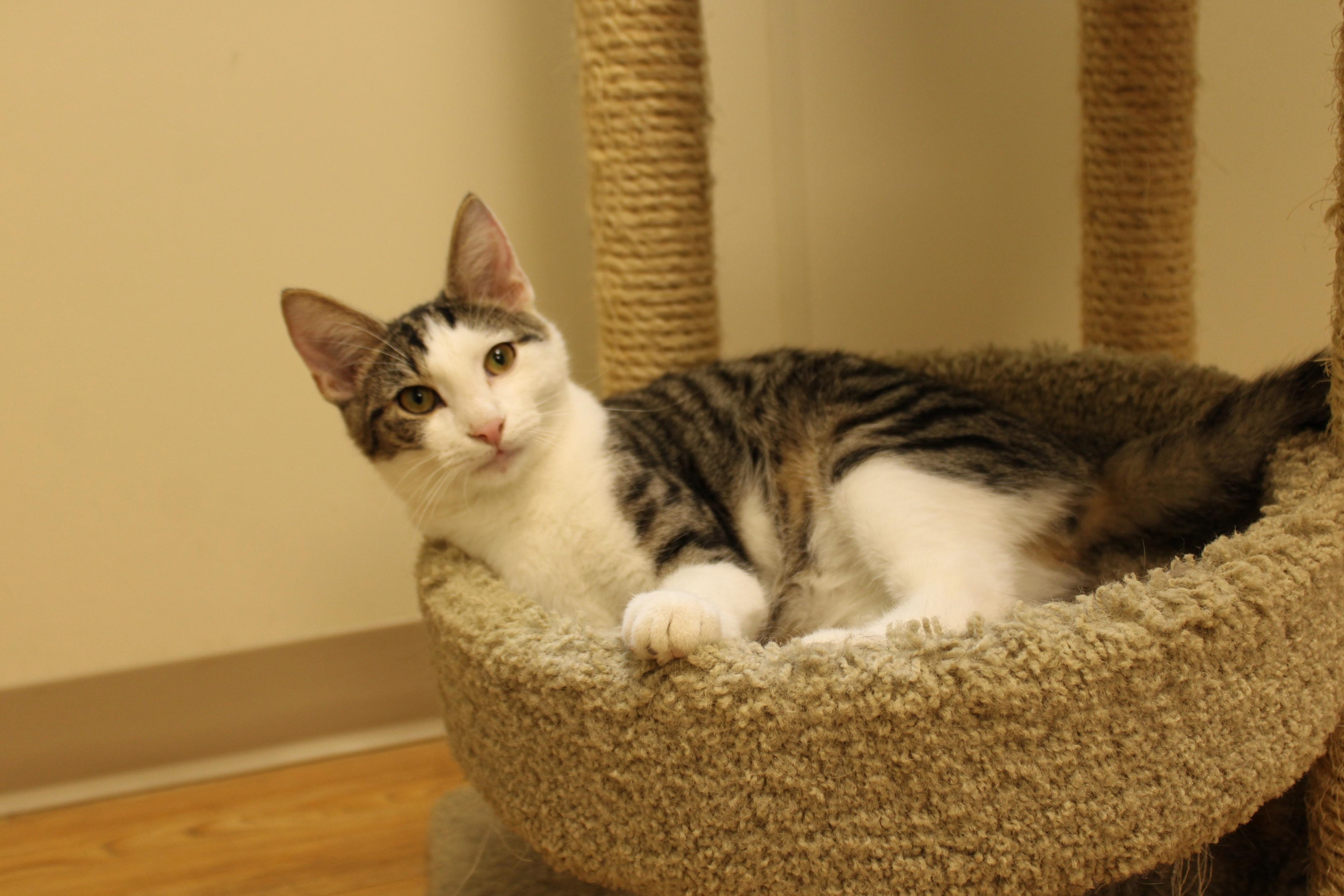 Finch, Adoptable, Kitten Male American Shorthair.