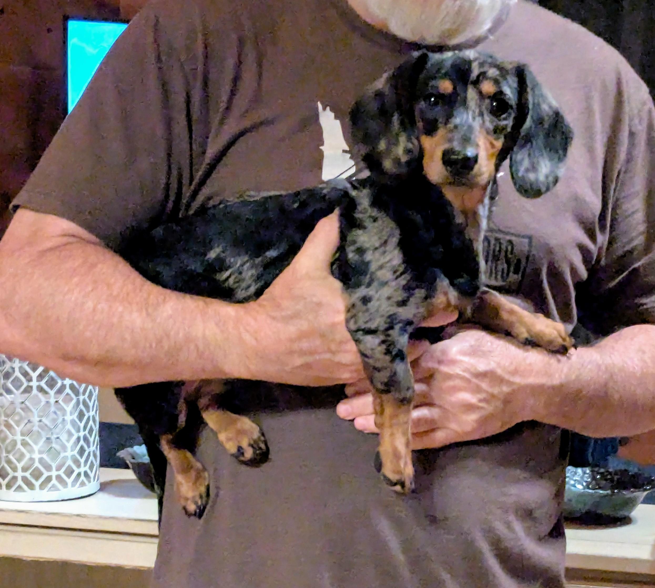 Enlarge Zig Zigler, a Adopted Dachshund in Richmond, KY image 1/2