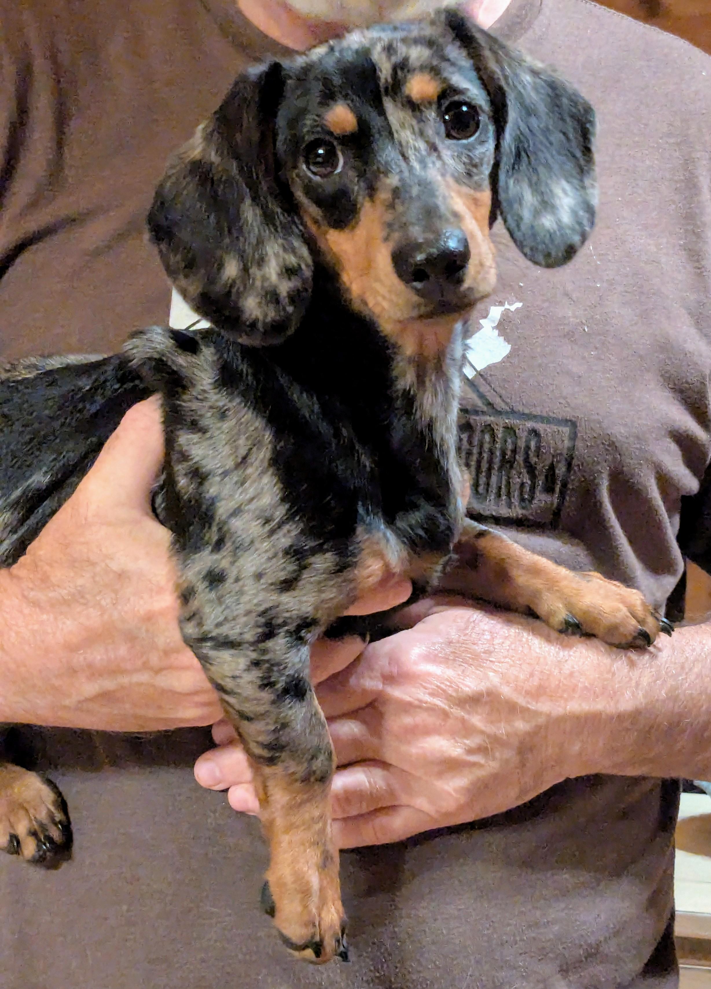 Enlarge Zig Zigler, a Adopted Dachshund in Richmond, KY image 2/2