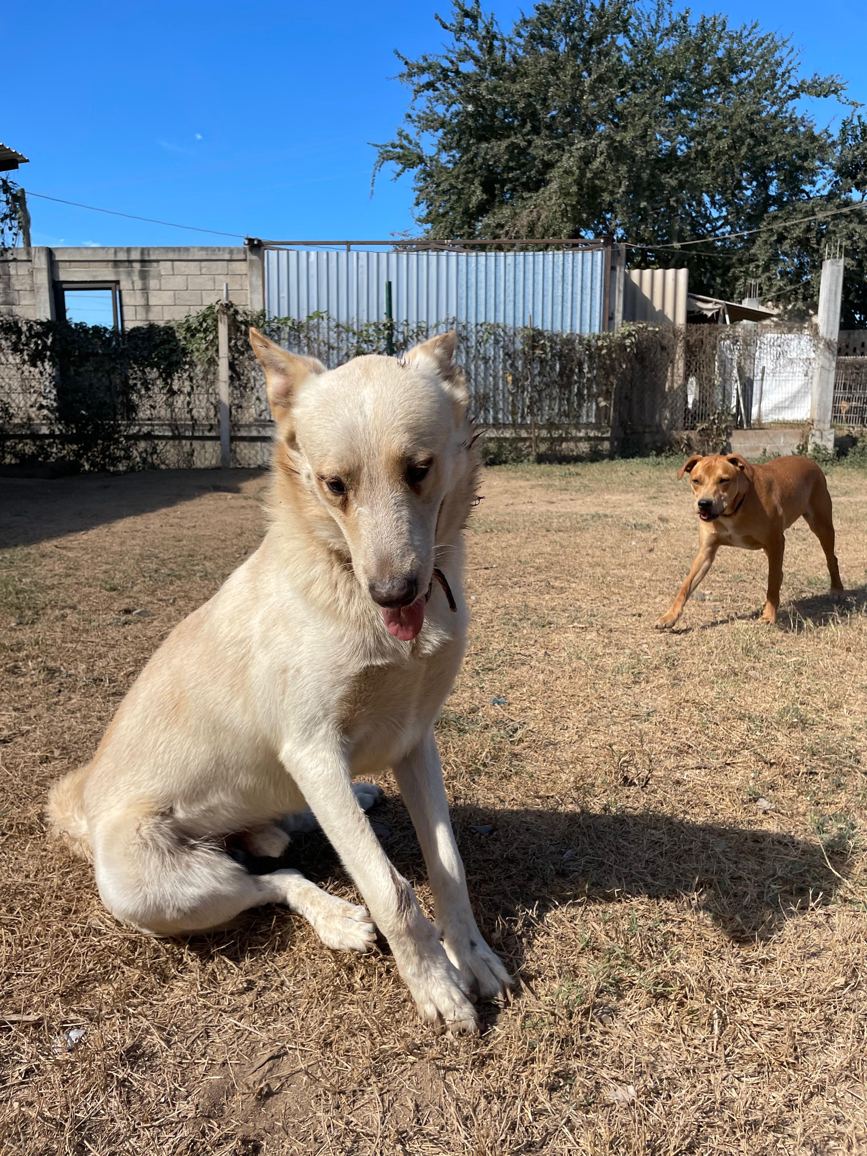 Enlarge Balto, a ADOPTABLE mixed breed in Vancouver, BC image 5/6