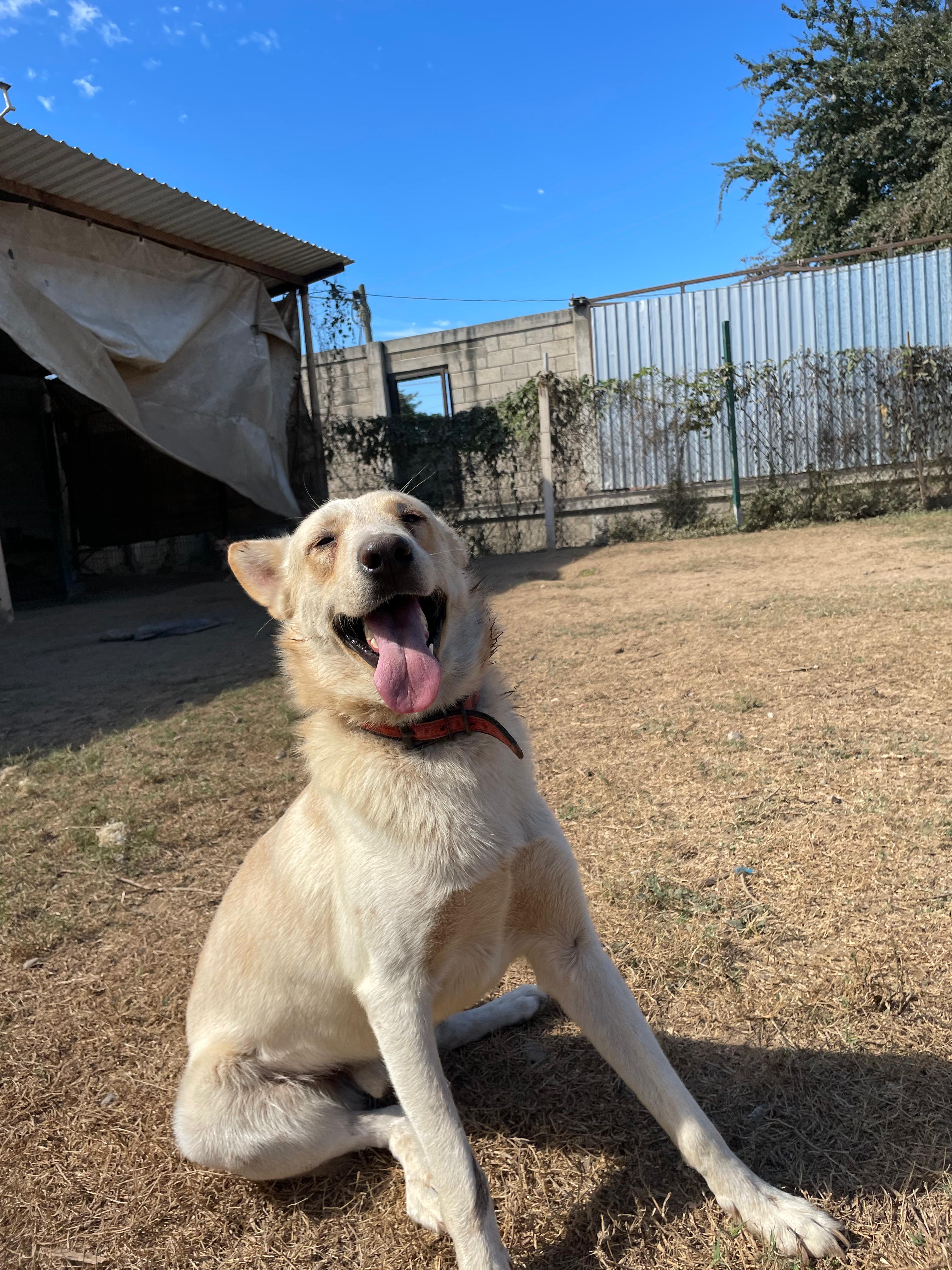 Enlarge Balto, a ADOPTABLE mixed breed in Vancouver, BC image 3/6