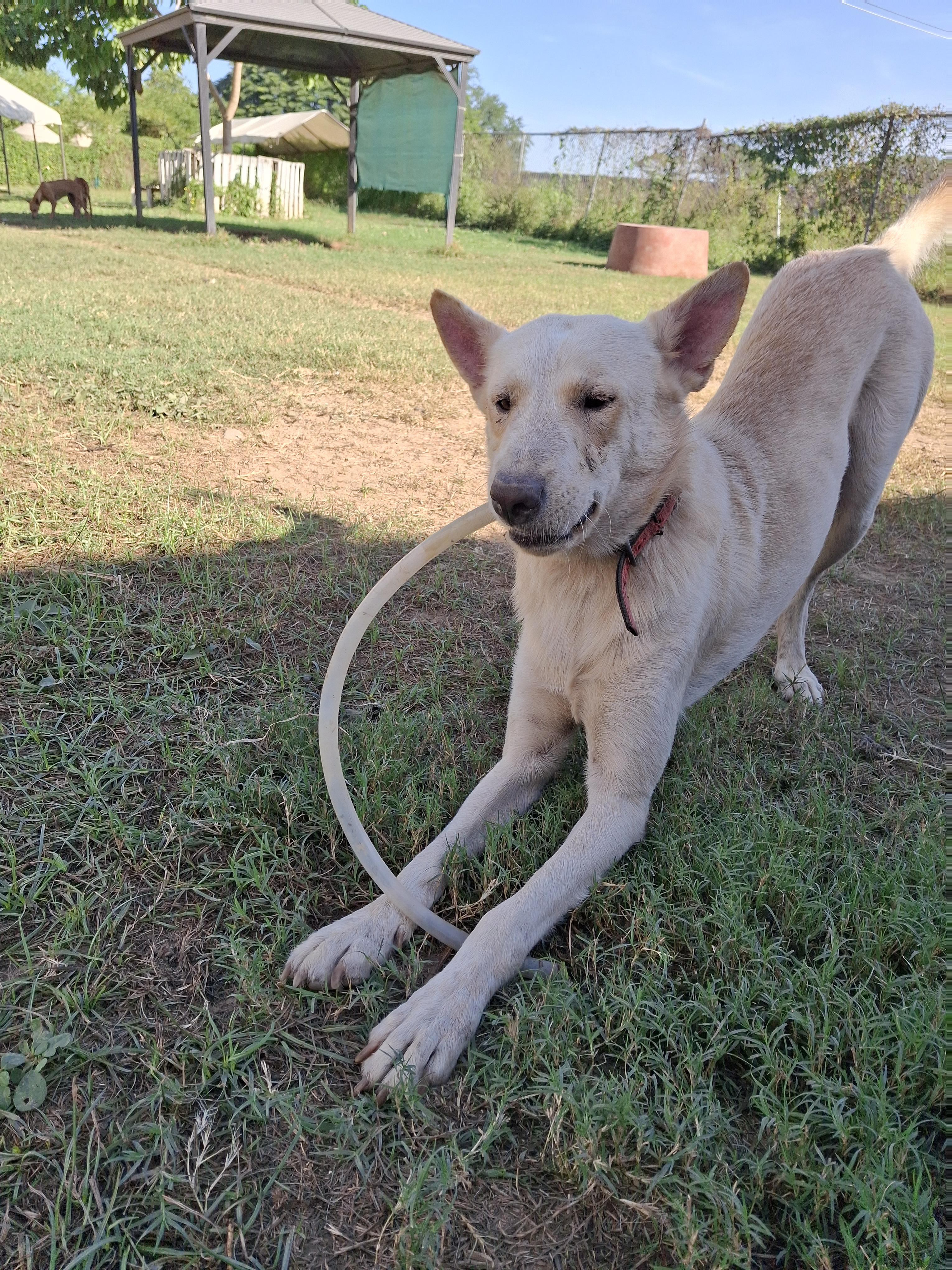 Enlarge Balto, a ADOPTABLE mixed breed in Vancouver, BC image 6/6