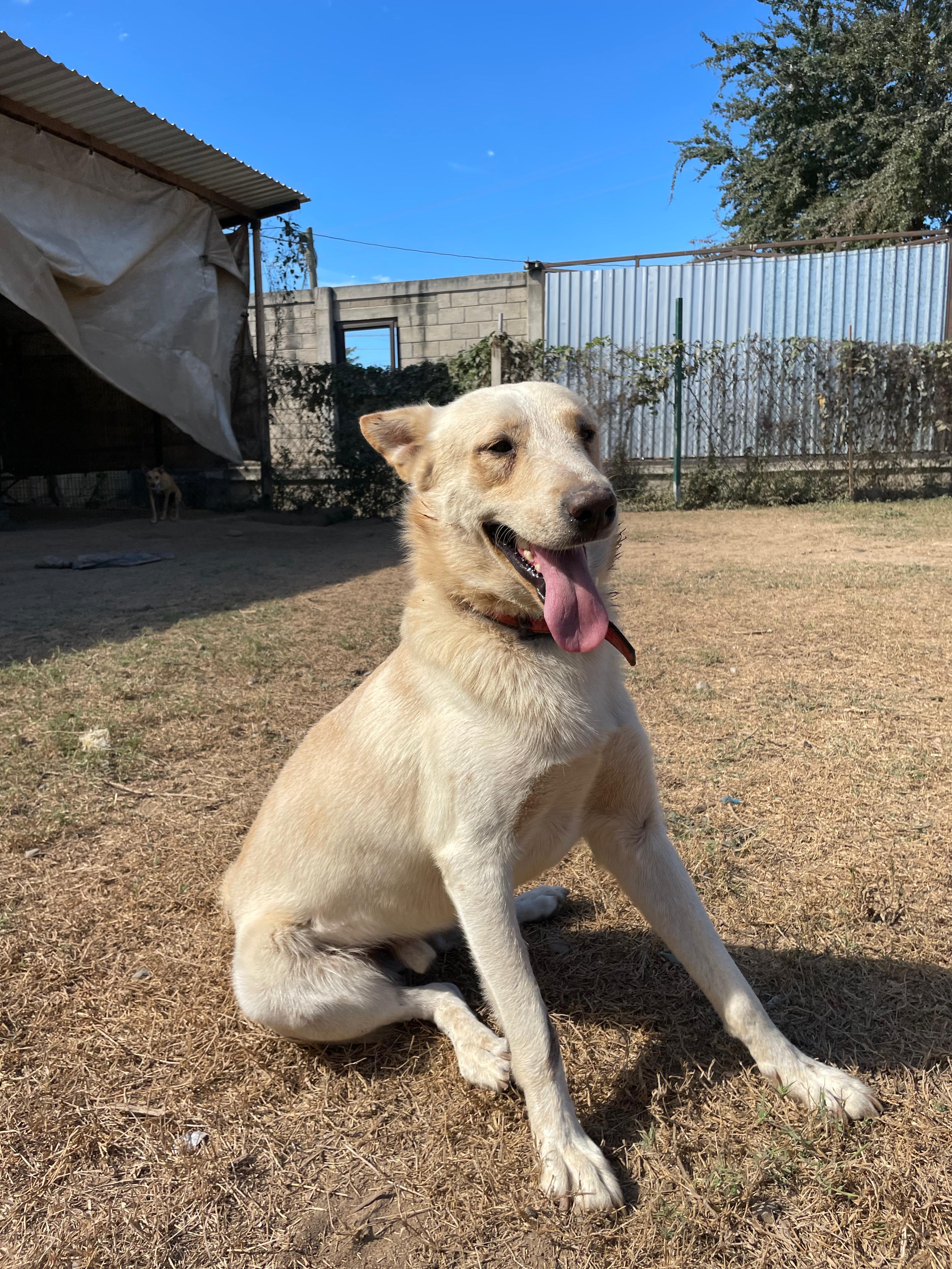 Enlarge Balto, a ADOPTABLE mixed breed in Vancouver, BC image 4/6