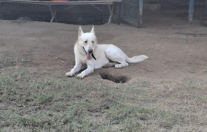 Enlarge Balto, a ADOPTABLE mixed breed in Vancouver, BC image 1/6