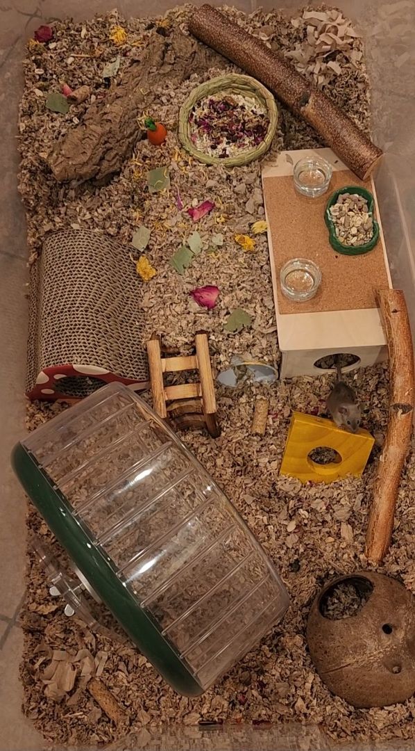 Enlarge Zane, a Adopted Mouse in Tucson, AZ image 1/1