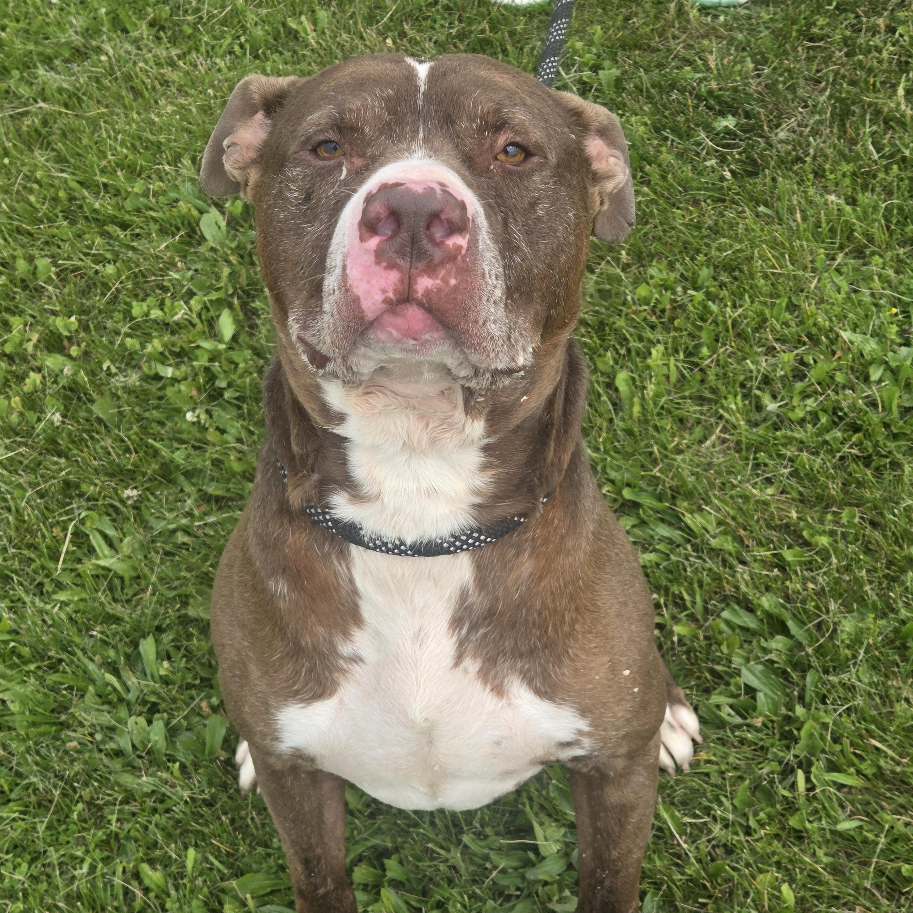 Winston, a Adoptable mixed breed in West Branch, MI image 1/3