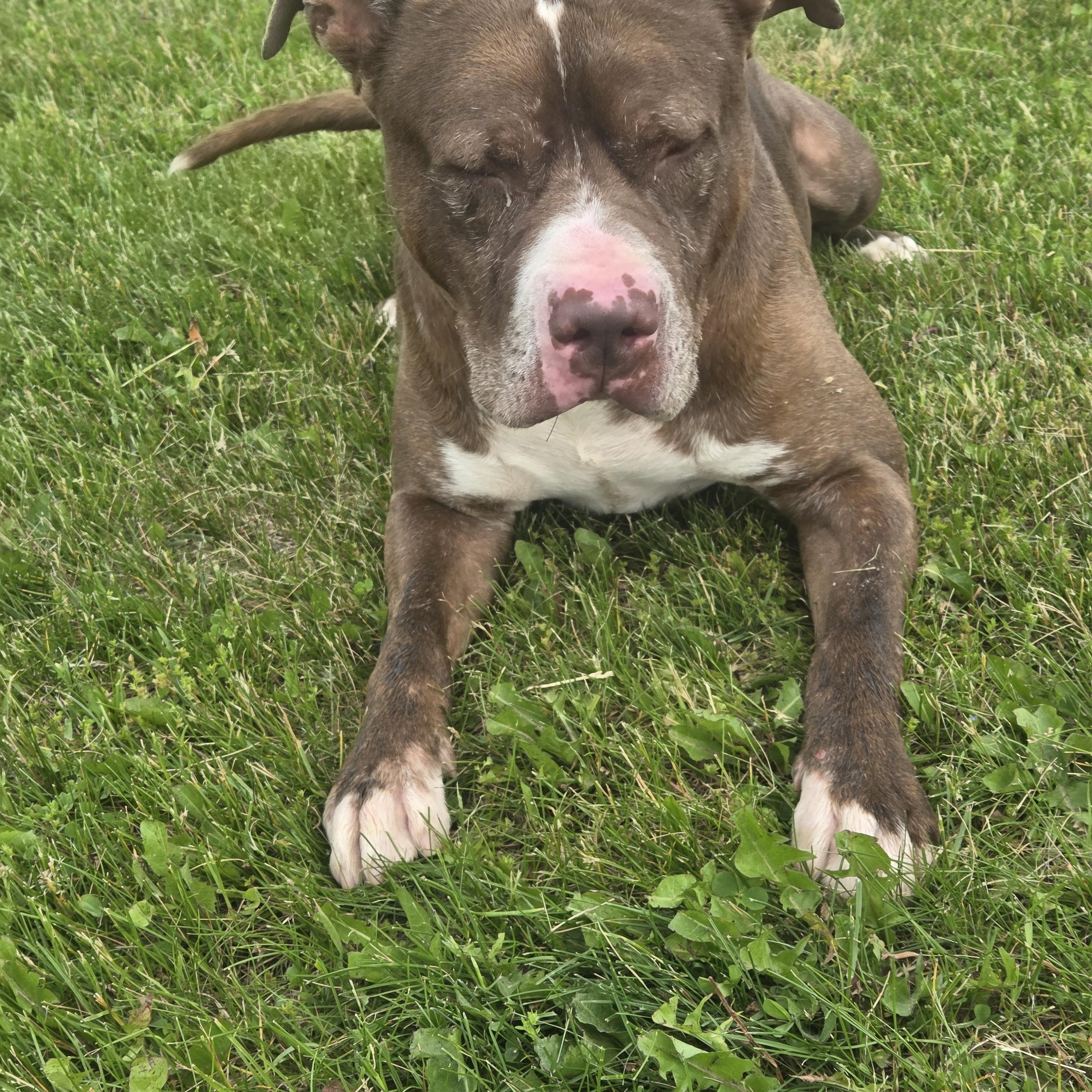 Winston, a Adoptable mixed breed in West Branch, MI image 2/3