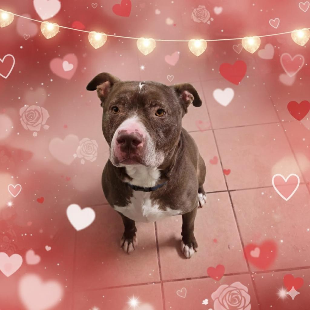 Winston, Adoptable, Adult Male Pit Bull Terrier.