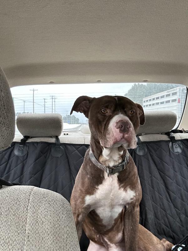 Winston, a Adoptable mixed breed in West Branch, MI image 3/3