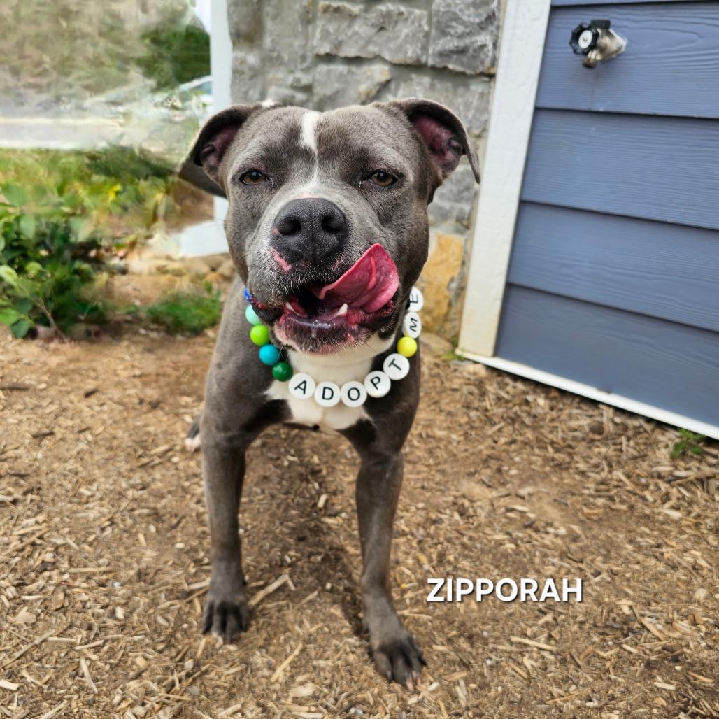 Enlarge Zipparaph, a Adoptable mixed breed in Madisonville, TN image 4/6
