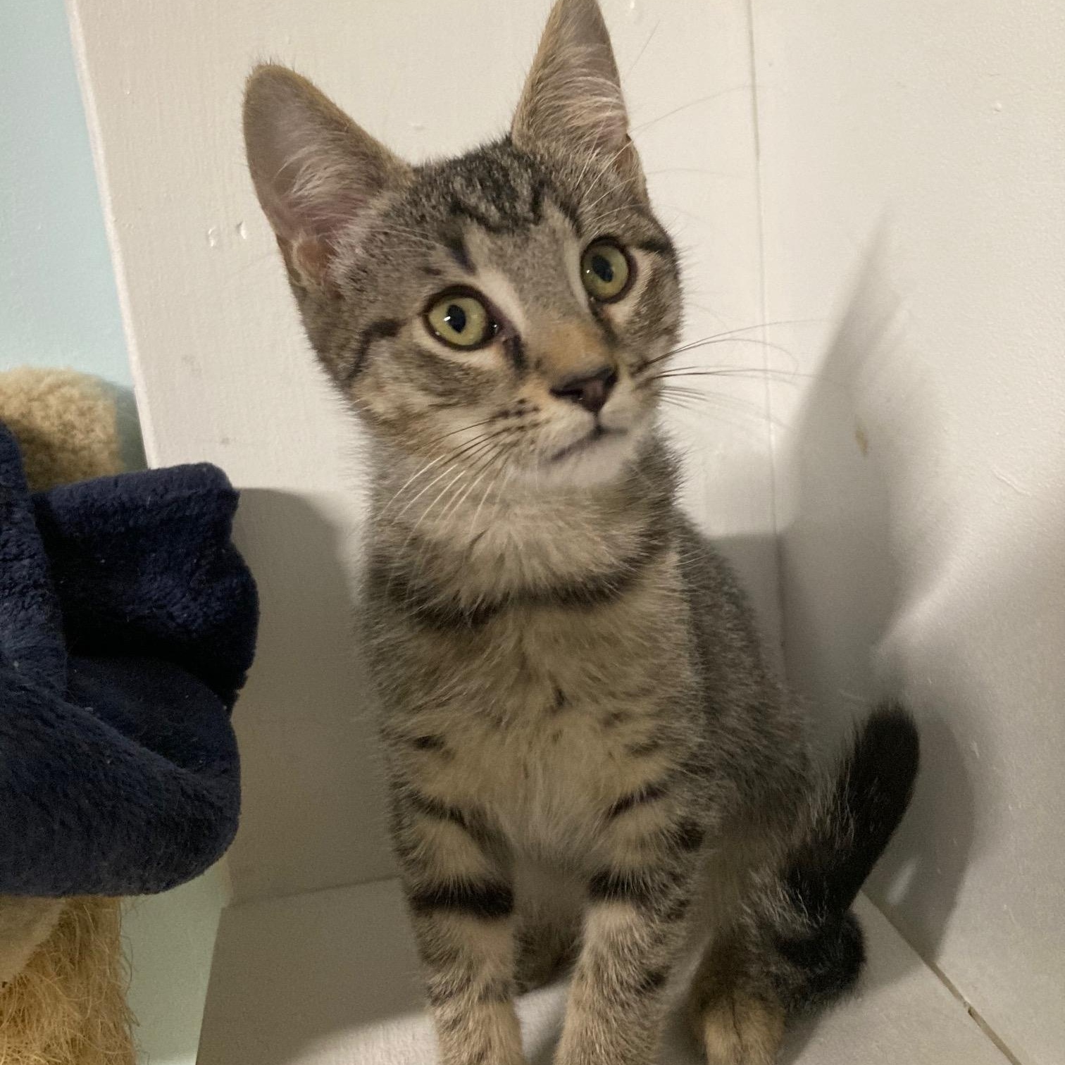 PECAN, adopted, Kitten Male Domestic Short Hair.