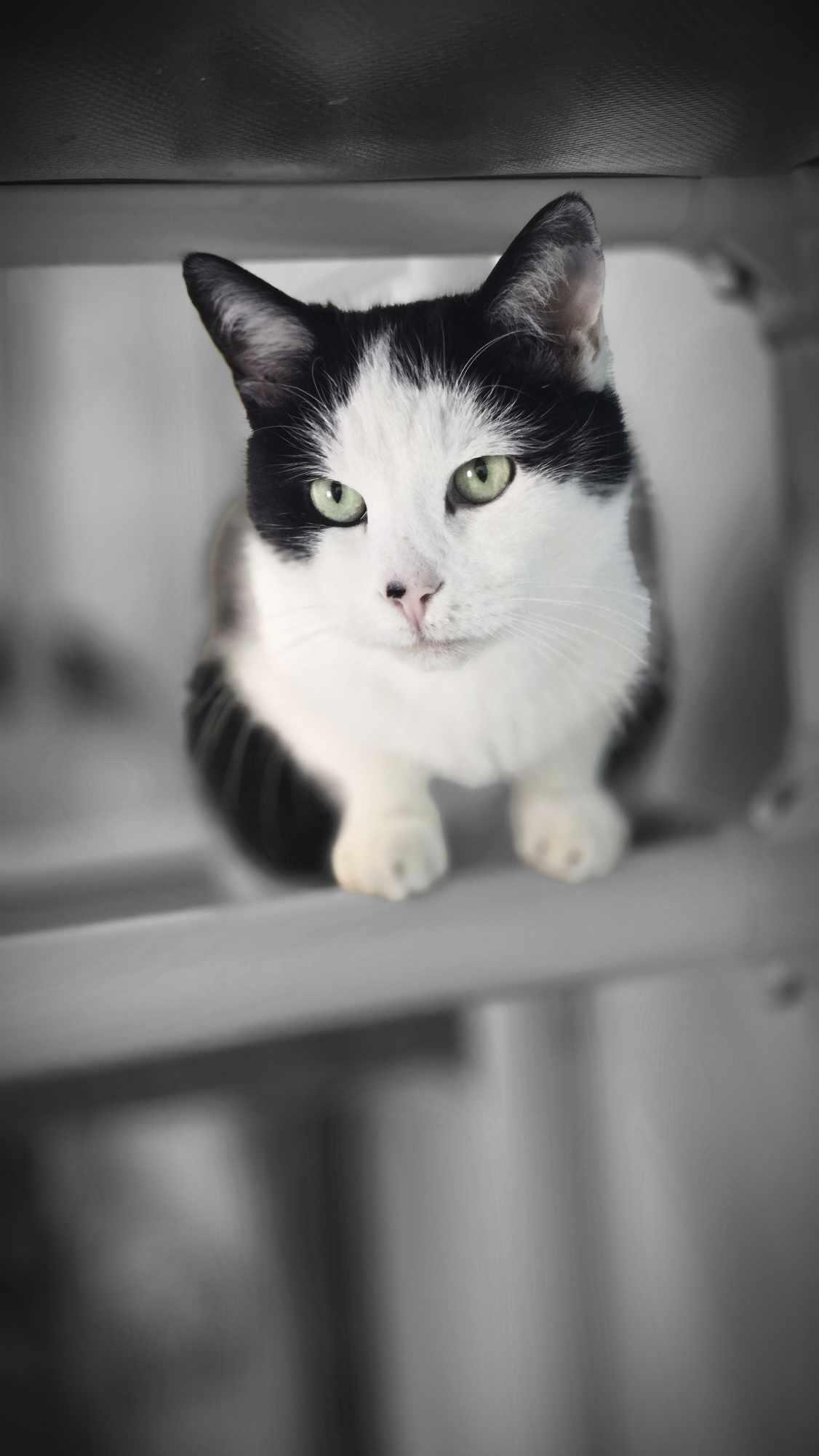 Picasso, Adult Male unknown